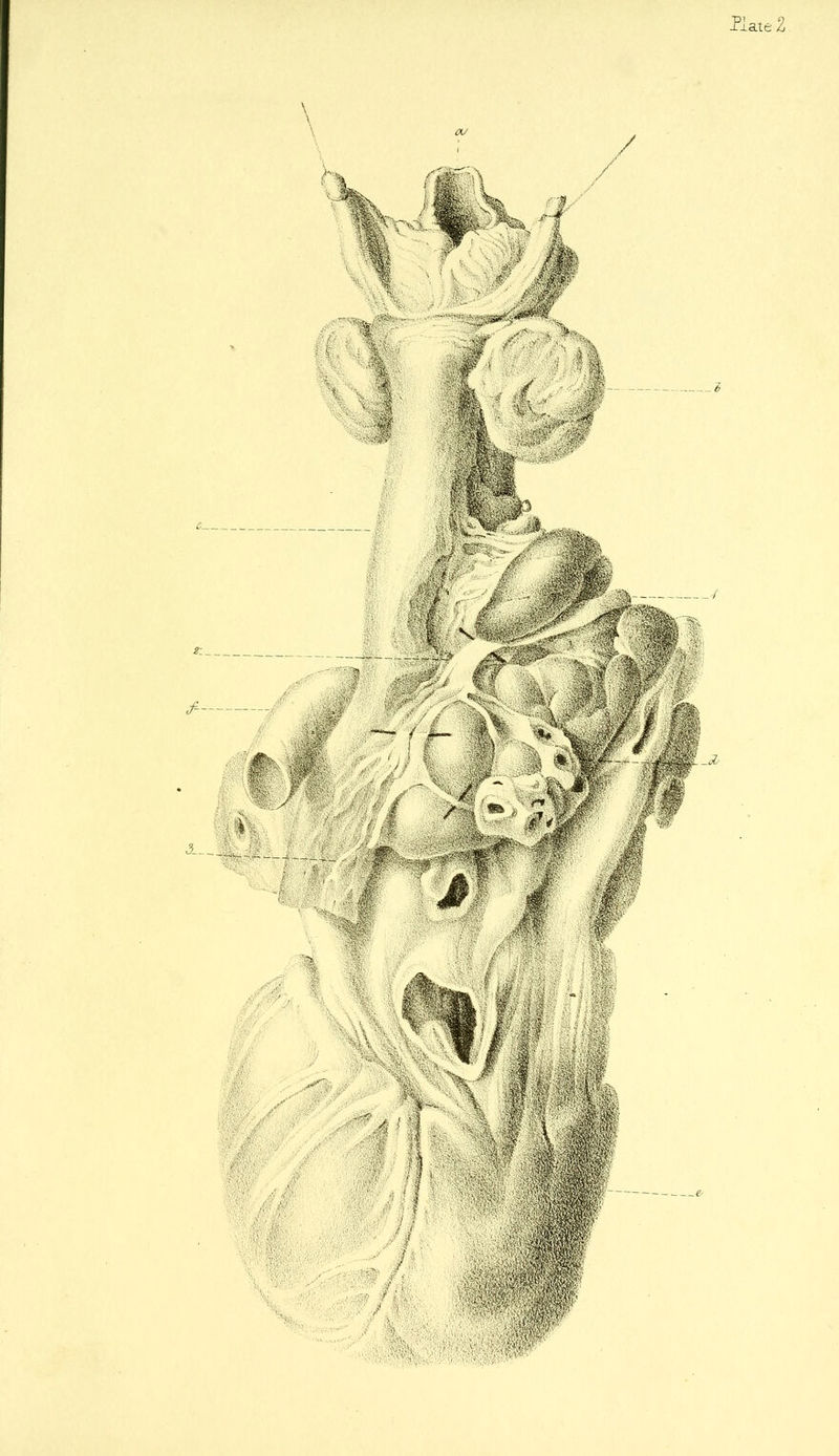 Plate 2