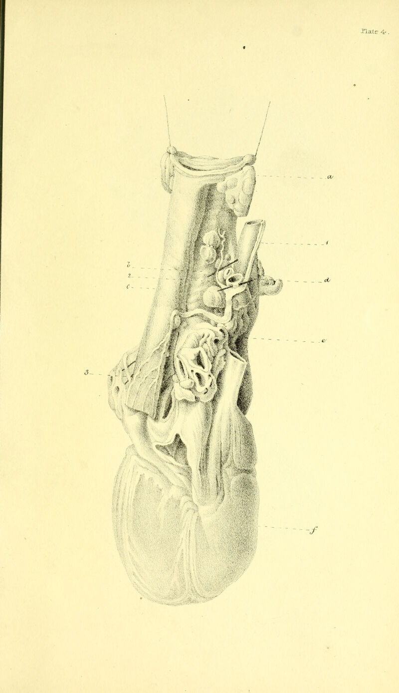 ■Plate 4-.