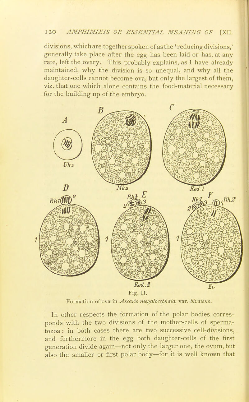 divisions, which are together spoken ofas the 'reducing divisions,' generally take place after the egg has been laid or has, at any rate, left the ovary. This probably explains, as I have already maintained, why the division is so unequal, and why all the daughter-cells cannot become ova, but only the largest of them, viz. that one which alone contains the food-material necessary for the building up of the embryo. Fig. II. Formation of ova in Ascaris megalocephala, var. bivalens. In other respects the formation of the polar bodies corres- ponds with the two divisions of the mother-cells of sperma- tozoa : in both cases there are two successive cell-divisions, and furthermore in the egg both daughter-cells of the first generation divide again—not only the larger one, the ovum, but also the smaller or first polar body—for it is well known that