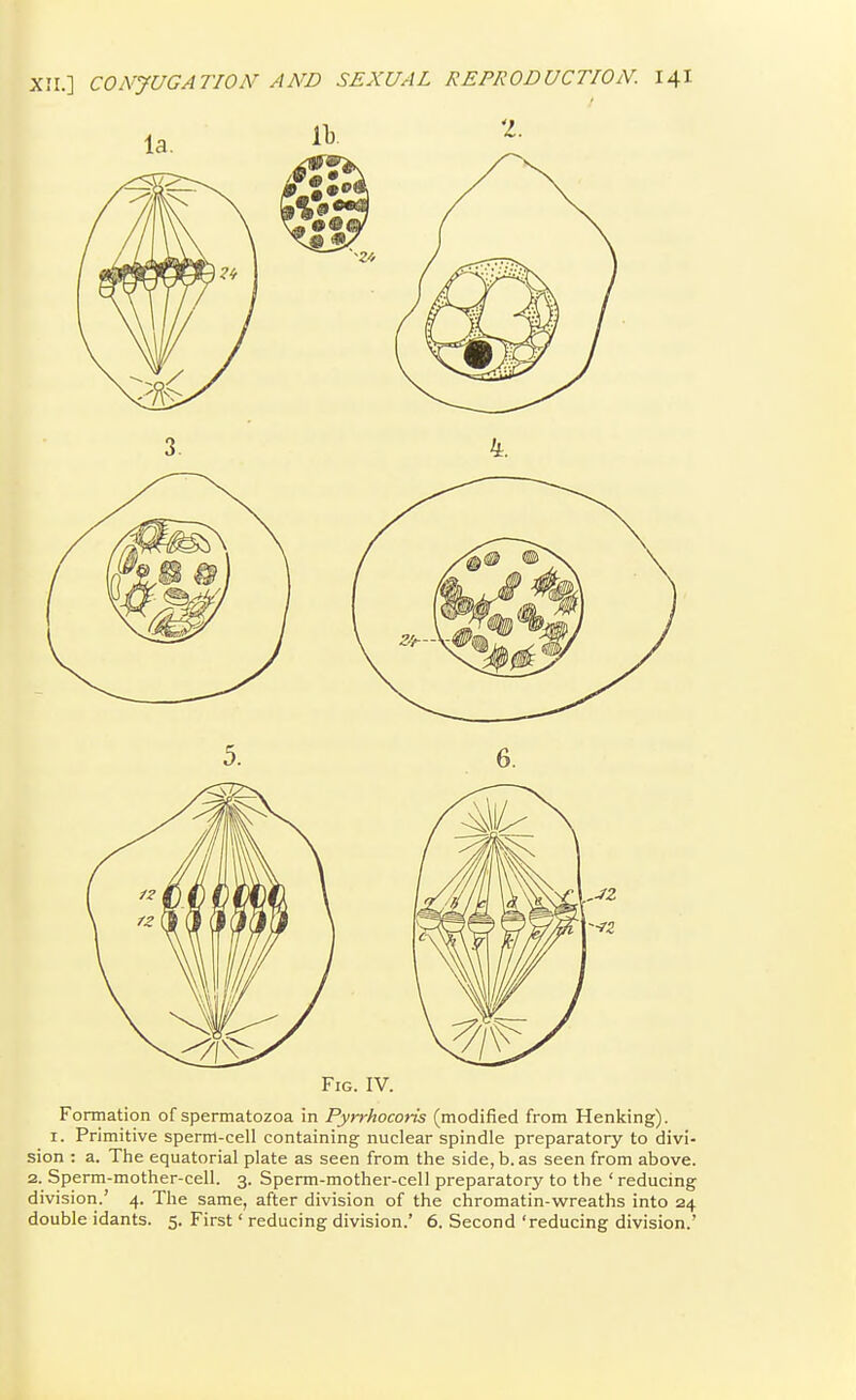 5. 6. Fig. IV. Formation of spermatozoa in Pyrrhocoris (modified from Hanking). I. Primitive sperm-cell containing nuclear spindle preparatory to divi- sion : a. The equatorial plate as seen from the side, b.as seen from above. 2. Sperm-mother-cell. 3. Sperm-mother-cell preparatory to the ' reducing division.' 4. The same, after division of the chromatin-wreaths into 24 double idants. 5. First' reducing division.' 6. Second 'reducing division.'