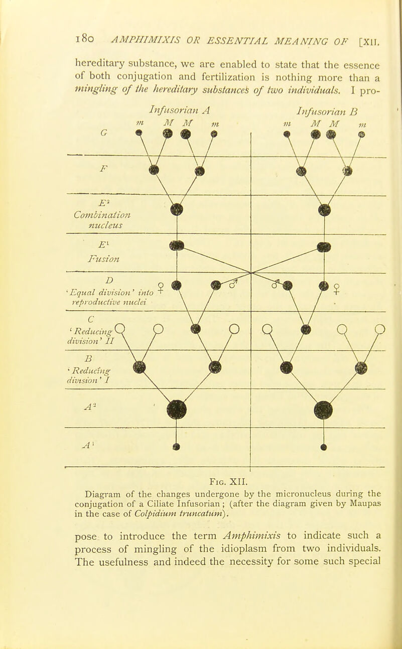 hereditary substance, we are enabled to state that the essence of both conjugation and fertiUzation is nothing more than a mingling of the hereditary substance^ of two individuals. I pro- Infusorian A m M M m Infiisorian B m M M Fig. XII. Diagram of the changes undergone by the micronucleus during the conjugation of a Ciliate Infusorian ; (after the diagram given by Maupas in the case of Colpidium truncatum). pose: to introduce the term Amphimixis to indicate such a process of mingling of the idioplasm from two individuals. The usefulness and indeed the necessity for some such special