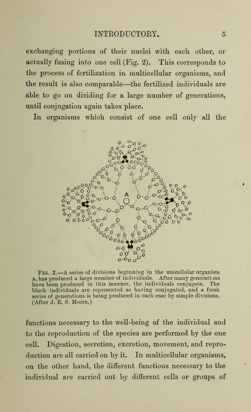 exchanging portions of their nuclei with each other, or actually fusing into one cell (Fig. 2). This corresponds to the process of fertilization in multicellular organisms, and able to go on dividing for a large number of generations, until conjugation again takes place. In organisms which consist of one cell only all the Pick 2.—A series of divisions beginning in the unicellular organism A, has produced a large number of individuals. After many generations have been produced in this manner, the individuals conjugate. The black individuals are represented as having conjugated, and a fresh series of generations is being produced in each case by simple divisions. (After J. E. S. Moore.) functions necessary to the well-being of the individual and to the reproduction of the species are performed by the one cell. Digestion, secretion, excretion, movement, and repro- duction are all carried on by it. In multicellular organisms, on the other hand, the different functions necessary to the individual are carried out by different cells or groups of the result is also comparable—the fertilized individuals are