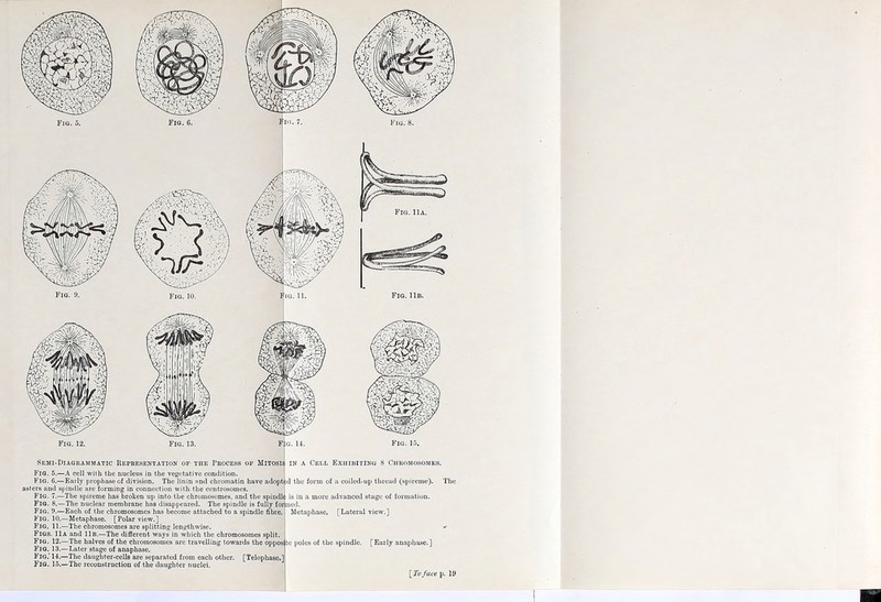 Semi-Diagrammatic Representation of the Process of Mitosis Fig. 5.—A cell with the nucleus in the vegetative condition. Fig. 6.—Early prophase of division. The linin nnd chromatin have adopt :d asters and spindle are forming in connection with the centrosomes. Fig. 7.—The spireme has broken up into the chromosomes, and the spindli Fig. 8.—The nuclear membrane has disappeared. The spindle is fully for Fig. 9.—Each of the chromosomes has become attached to a spindle fibre. Fig. 10.—Metaphase. [Polar view.] Fig. 11.—The chromosomes are splitting lengthwise. Figs. 11a and 11b.—The different ways in which the chromosomes split. Fig. 12.—The halves of the chromosomes are travelling towards the oppos t Fig. 13.—Later stage of anaphase. Fig.' 14.—The daughter-cells are separated from each other. [Telophase,] FlQ. 15.—The reconstruction of the daughter nuclei. Cell Exhibiting 8 Chromosomes. the form of a coiled-up thread (spireme). ' is in a more advanced stage of formation, led. Metaphase. [Lateral view.] e poles of the spindle. [Early anaphase.] [To face p. 19 T