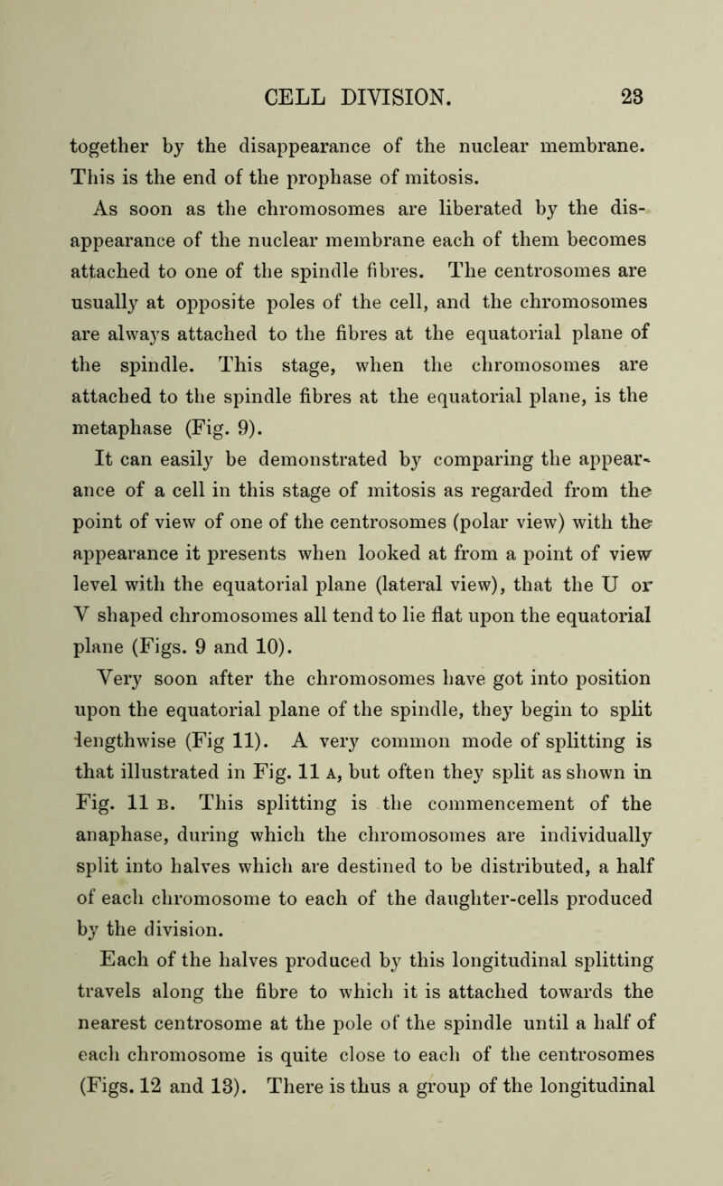 together by the disappearance of the nuclear membrane. This is the end of the prophase of mitosis. As soon as the chromosomes are liberated by the dis- appearance of the nuclear membrane each of them becomes attached to one of the spindle fibres. The centrosomes are usually at opposite poles of the cell, and the chromosomes are always attached to the fibres at the equatorial plane of the spindle. This stage, when the chromosomes are attached to the spindle fibres at the equatorial plane, is the metaphase (Fig. 9). It can easily be demonstrated by comparing the appear* ance of a cell in this stage of mitosis as regarded from the point of view of one of the centrosomes (polar view) with the appearance it presents when looked at from a point of view level with the equatorial plane (lateral view), that the U or V shaped chromosomes all tend to lie flat upon the equatorial plane (Figs. 9 and 10). Very soon after the chromosomes have got into position upon the equatorial plane of the spindle, they begin to split lengthwise (Fig 11). A very common mode of splitting is that illustrated in Fig. 11 A, but often they split as shown in Fig. 11 b. This splitting is the commencement of the anaphase, during which the chromosomes are individually split into halves which are destined to be distributed, a half of each chromosome to each of the daughter-cells produced by the division. Each of the halves produced by this longitudinal splitting travels along the fibre to which it is attached towards the nearest centrosome at the pole of the spindle until a half of each chromosome is quite close to each of the centrosomes (Figs. 12 and 13). There is thus a group of the longitudinal