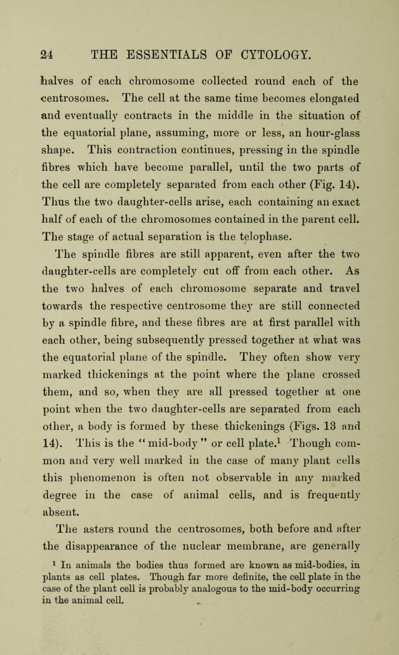 halves of each chromosome collected round each of the centrosomes. The cell at the same time becomes elongated and eventually contracts in the middle in the situation of the equatorial plane, assuming, more or less, an hour-glass shape. This contraction continues, pressing in the spindle fibres which have become parallel, until the two parts of the cell are completely separated from each other (Fig. 14). Thus the two daughter-cells arise, each containing an exact half of each of the chromosomes contained in the parent cell. The stage of actual separation is the telophase. The spindle fibres are still apparent, even after the two daughter-cells are completely cut off from each other. As the two halves of each chromosome separate and travel towards the respective centrosome they are still connected by a spindle fibre, and these fibres are at first parallel with each other, being subsequently pressed together at what was the equatorial plane of the spindle. They often show very marked thickenings at the point where the plane crossed them, and so, when they are all pressed together at one point when the two daughter-cells are separated from each other, a body is formed by these thickenings (Figs. 13 and 14). This is the “ mid-body ” or cell plate.1 Though com- mon and very well marked in the case of many plant cells this phenomenon is often not observable in any marked degree in the case of animal cells, and is frequently absent. The asters round the centrosomes, both before and after the disappearance of the nuclear membrane, are generally 1 In animals the bodies thus formed are known as mid-bodies, in plants as cell plates. Though far more definite, the cell plate in the case of the plant cell is probably analogous to the mid-body occurring in the animal cell.