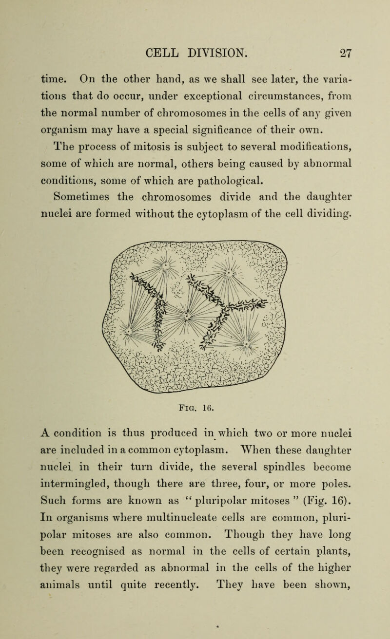 time. On the other hand, as we shall see later, the varia- tions that do occur, under exceptional circumstances, from the normal number of chromosomes in the cells of any given organism may have a special significance of their own. The process of mitosis is subject to several modifications, some of which are normal, others being caused by abnormal conditions, some of which are pathological. Sometimes the chromosomes divide and the daughter nuclei are formed without the cytoplasm of the cell dividing. A condition is thus produced in which two or more nuclei are included in a common cytoplasm. When these daughter nuclei, in their turn divide, the several spindles become intermingled, though there are three, four, or more poles. Such forms are known as “ pluripolar mitoses ” (Fig. 16). In organisms where multinucleate cells are common, pluri- polar mitoses are also common. Though they have long been recognised as normal in the cells of certain plants, they were regarded as abnormal in the cells of the higher animals until quite recently. They have been shown, Fig. 16.