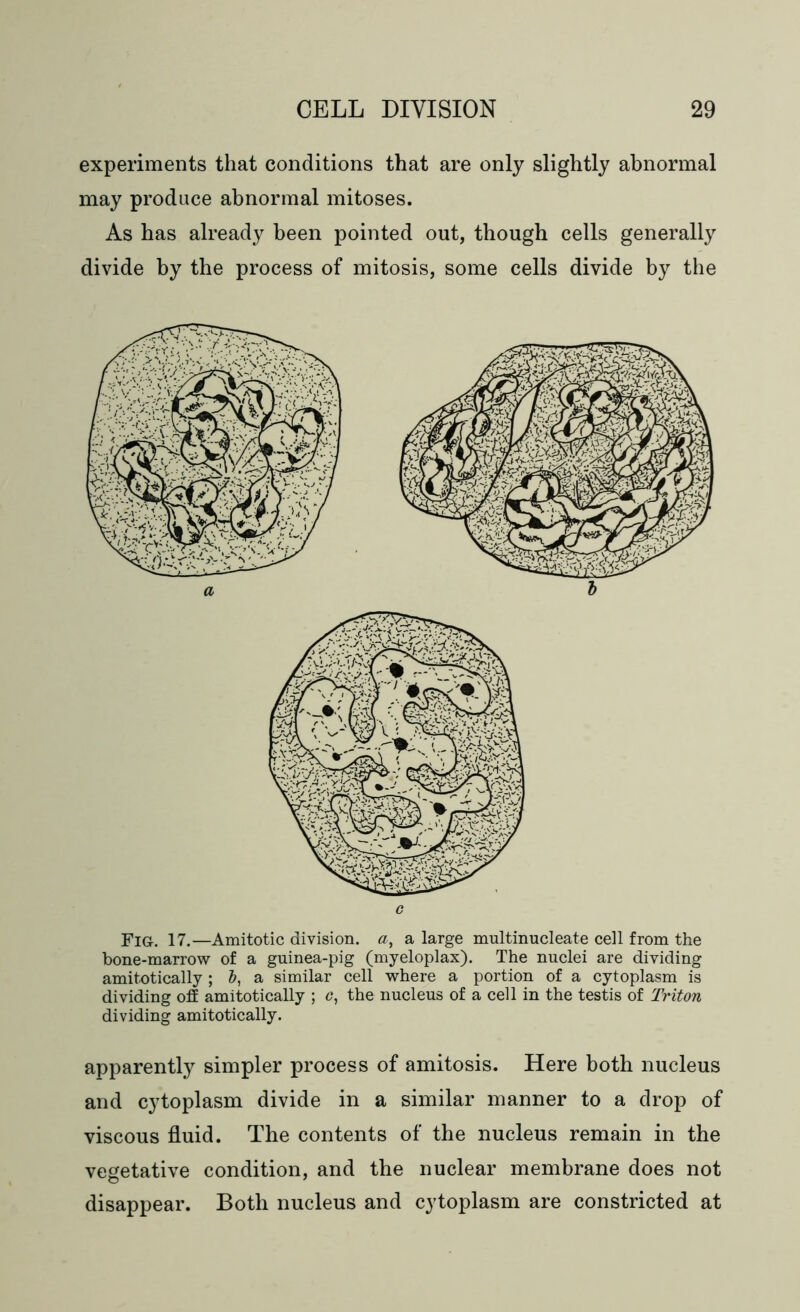 experiments that conditions that are only slightly abnormal may produce abnormal mitoses. As has already been pointed out, though cells generally divide by the process of mitosis, some cells divide by the c Fig-. 17.—Amitotic division, a, a large multinucleate cell from the bone-marrow of a guinea-pig (myeloplax). The nuclei are dividing amitotically; b, a similar cell where a portion of a cytoplasm is dividing off amitotically ; c, the nucleus of a cell in the testis of Triton dividing amitotically. apparently simpler process of amitosis. Here both nucleus and cytoplasm divide in a similar manner to a drop of viscous fluid. The contents of the nucleus remain in the vegetative condition, and the nuclear membrane does not disappear. Both nucleus and cytoplasm are constricted at