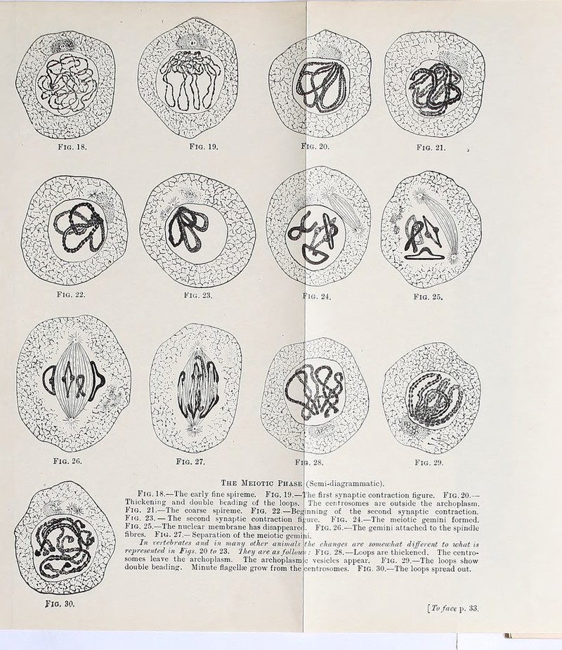 Fig. 27. The Meiotic Phase Fig. 18.—The early fine spireme'. Fig. 19.—' Thickening and double beading of the loops. Fig. 21.—The coarse spireme. Fig. 22.—Beg Fig. 23. — The second synaptic contraction fi Fig. 25.—The nuclear membrane has disappearec fibres. Fig. 27.— Separation of the meiotic genii In vertebrates and, in ” ‘ represented in Figs. 20 to 25 somes leave the archoplasm. The archoplasm c double beading. Minute flagellse grow from thee (Semi-diagrammatic). FIG. 26.—The e Fio. 30. [To face p. 33.