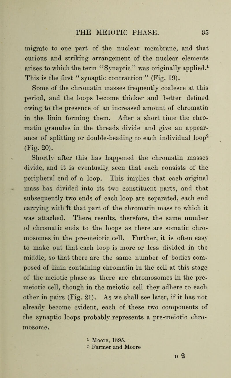 migrate to one part of the nuclear membrane, and that curious and striking arrangement of the nuclear elements arises to which the term “Synaptic ” was originally applied.1 This is the first “ synaptic contraction ” (Fig. 19). Some of the chromatin masses frequently coalesce at this period, and the loops become thicker and better defined owing to the presence of an increased amount of chromatin in the linin forming them. After a short time the chro- matin granules in the threads divide and give an appear- ance of splitting or double-beading to each individual loop2 (Fig. 20). Shortly after this has happened the chromatin masses divide, and it is eventually seen that each consists of the peripheral end of a loop. This implies that each original mass has divided into its two constituent parts, and that subsequently two ends of each loop are separated, each end carrying with it that part of the chromatin mass to which it was attached. There results, therefore, the same number of chromatic ends to the loops as there are somatic chro- mosomes in the pre-meiotic cell. Further, it is often easy to make out that each loop is more or less divided in the middle, so that there are the same number of bodies com- posed of linin containing chromatin in the cell at this stage of the meiotic phase as there are chromosomes in the pre- meiotic cell, though in the meiotic cell they adhere to each other in pairs (Fig. 21). As we shall see later, if it has not already become evident, each of these two components of the synaptic loops probably represents a pre-meiotic chro- mosome. 1 Moore, 1895. 2 Farmer and Moore D 2
