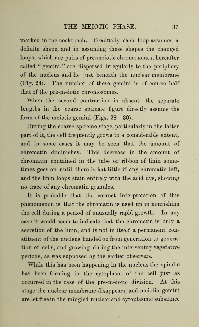 marked in the cockroach. Gradually each loop assumes a definite shape, and in assuming these shapes the changed loops, which are pairs of pre-meiotic chromosomes, hereafter called <e gemini,” are dispersed irregularly to the periphery of the nucleus and lie just beneath the nuclear membrane (Fig. 24). The number of these gemini is of course half that of the pre-meiotic chromosomes. When the second contraction is absent the separate lengths in the coarse spireme figure directly assume the form of the meiotic gemini (Figs. 28—30). During the coarse spireme stage, particularly in the latter part of it, the cell frequently grows to a considerable extent, and in some cases it may be seen that the amount of chromatin diminishes. This decrease in the amount of chromatin contained in the tube or ribbon of linin some- times goes on until there is but little if any chromatin left, and the linin loops stain entirely with the acid d}Te, showing no trace of any chromatin granules. It is probable that the correct interpretation of this phenomenon is that the chromatin is used up in nourishing the cell during a period of unusually rapid growth. In any case it would seem to indicate that the chromatin is only a secretion of the linin, and is not in itself a permanent con- stituent of the nucleus handed on from generation to genera- tion of cells, and growing during the intervening vegetative periods, as was supposed by the earlier observers. While this has been happening in the nucleus the spindle has been forming in the cytoplasm of the cell just as occurred in the case of the pre-meiotic division. At this stage the nuclear membrane disappears, and meiotic gemini are let free in the mingled nuclear and cytoplasmic substance