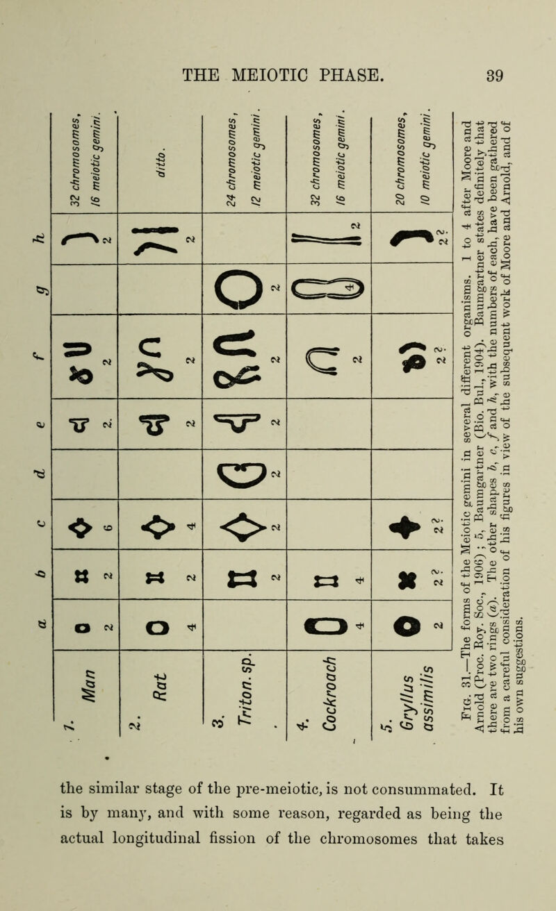 32 chromosomes, 16 meiotic gemini. ditto. 24 chromosomes, 12 meiotic gem ini 32 chromosomes t 16 meiotic gemini. 20 chromosomes, !0 meiotic gemini \ M C'i jm(V- ^ • 04 Z 0 C3 So S>“ c« ro- #0 N f N *tr «* 'v’ N «5 CV)» 8 * X=* M t3 N jrj «. St « o ^ O * o * 0 7. Man 2. Rat 3. Triton, sp. 4. Cockroach 5. Gryllus assimilis 'SS'S'S O *3 d „ 0 g bc^j ^’d d 13 . «n « d -S-S*^ ^i—< q} d co _a M n -P W H 3 *43 g ~&§J 5 ®S • f-H 'U1 2 c3 ° ° 1 G .3 S « ^ d & g £ bcW d +3 0 fl g 43^ a go^ g* CD ’“l -u aj? § ^ d - <u cq ^ ^ fc-2 0^4 c4 o 8^s* ^ - <i> •9 g * > •h^* d .S d M-rt c &C <U W G G CL, ^ Q} £2 _a £1 11 ■4J Lu ° ^ «.2 ■5° CKO « ° d3 o js d ^ 2 H O li$l. •s ^SdI | ^ (S -g 8.2 1 g 2t2 m L 2 ^ £ g) d co q2 5 08 g 2 2 2 a § C « O CO the similar stage of the pre-meiotic, is not consummated. It is by many, and with some reason, regarded as being the actual longitudinal fission of the chromosomes that takes