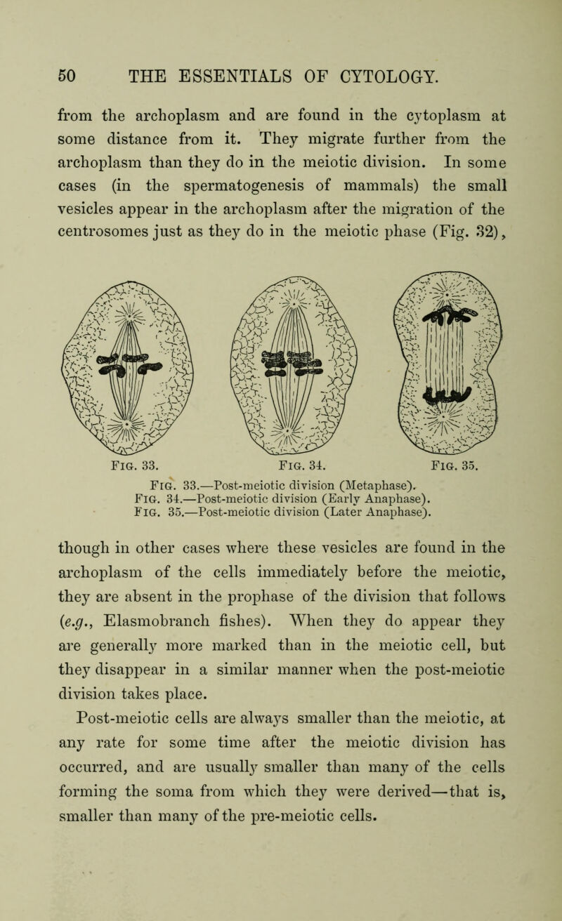 from the archoplasm and are found in the cytoplasm at some distance from it. They migrate further from the archoplasm than they do in the meiotic division. In some cases (in the spermatogenesis of mammals) the small vesicles appear in the archoplasm after the migration of the centrosomes just as they do in the meiotic phase (Fig. 32), Fig. 33.—Post-meiotic division (Metaphase). Fig. 34.—Post-meiotic division (Early Anaphase). Fig. 35.—Post-meiotic division (Later Anaphase). though in other cases where these vesicles are found in the archoplasm of the cells immediately before the meiotic, they are absent in the prophase of the division that follows (e.g., Elasmobranch fishes). When they do appear they are generally more marked than in the meiotic cell, but they disappear in a similar manner when the post-meiotic division takes place. Post-meiotic cells are always smaller than the meiotic, at any rate for some time after the meiotic division has occurred, and are usually smaller than many of the cells forming the soma from which they were derived—that is, smaller than many of the pre-meiotic cells.