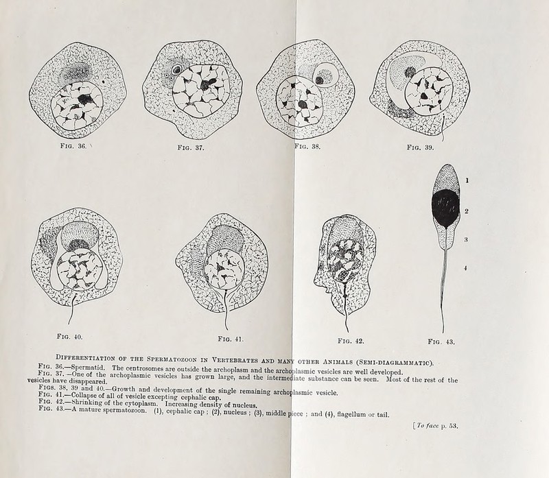 Differentiation of the Spermatozoon in Vertebrates and man Tha “■‘“omeurn outside the archoplasm and the arehc: eieS'have d?srDnLede. archop,asmic Tes,cIes has Sr°™ “<* *e interne^ J disappeared. Vesicle excepting^^halic^cap^11^6 rema*n*n2 archo] ih ^2.—Shrinking of the cytoplasm. Increasing density of nucleus. ’ A mature spermatozoon. (1), cephalic cap ; (2), nucleus ; (3), middle piece ; and (4), flagellun other Animals (Semi-diagrammatic). jlasmic vesicles are well developed. substance can be seen. Most of the rest of the [ To face p. 53.