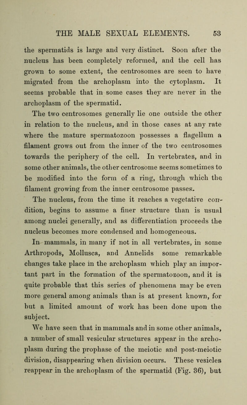 the spermatids is large and very distinct. Soon after the nucleus has been completely reformed, and the cell has grown to some extent, the centrosomes are seen to have migrated from the archoplasm into the cytoplasm. It seems probable that in some cases they are never in the archoplasm of the spermatid. The two centrosomes generally lie one outside the other in relation to the nucleus, and in those cases at any rate where the mature spermatozoon possesses a flagellum a filament grows out from the inner of the two centrosomes towards the periphery of the cell. In vertebrates, and in some other animals, the other centrosome seems sometimes to be modified into the form of a ring, through which the filament growing from the inner centrosome passes. The nucleus, from the time it reaches a vegetative con- dition, begins to assume a finer structure than is usual among nuclei generally, and as differentiation proceeds the nucleus becomes more condensed and homogeneous. In^ mammals, in many if not in all vertebrates, in some Arthropods, Mollusca, and Annelids some remarkable changes take place in the archoplasm which plajT an impor- tant part in the formation of the spermatozoon, and it is quite probable that this series of phenomena may be even more general among animals than is at present known, for but a limited amount of work has been done upon the subject. We have seen that in mammals and in some other animals, a number of small vesicular structures appear in the archo- plasm during the prophase of the meiotic and post-meiotic division, disappearing when division occurs. These vesicles reappear in the archoplasm of the spermatid (Fig. 86), but