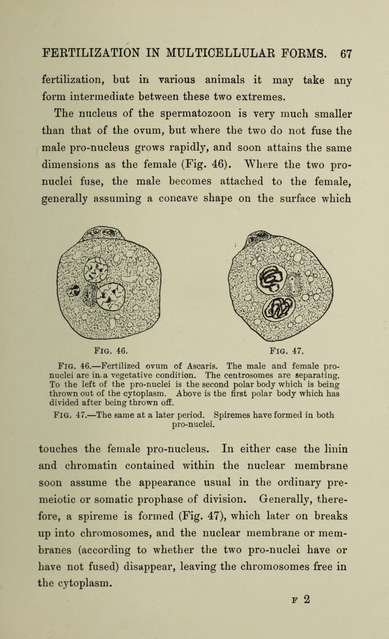 fertilization, but in various animals it may take any form intermediate between these two extremes. The nucleus of the spermatozoon is very much smaller than that of the ovum, but where the two do not fuse the male pro-nucleus grows rapidly, and soon attains the same dimensions as the female (Fig. 46). Where the two pro- nuclei fuse, the male becomes attached to the female, generally assuming a concave shape on the surface which Fig. 46.—Fertilized ovum of Ascaris. The male and female pro- nuclei are in. a vegetative condition. The centrosomes are separating. To the left of the pro-nuclei is the second polar body which is being thrown out of the cytoplasm. Above is the first polar body which has divided after being thrown off. Fig. 47.—The same at a later period. Spiremes have formed in both pro-nuclei. touches the female pro-nucleus. In either case the linin and chromatin contained within the nuclear membrane soon assume the appearance usual in the ordinary pre- meiotic or somatic prophase of division. Generally, there- fore, a spireme is formed (Fig. 47), which later on breaks up into chromosomes, and the nuclear membrane or mem- branes (according to whether the two pro-nuclei have or have not fused) disappear, leaving the chromosomes free in the cytoplasm. f 2