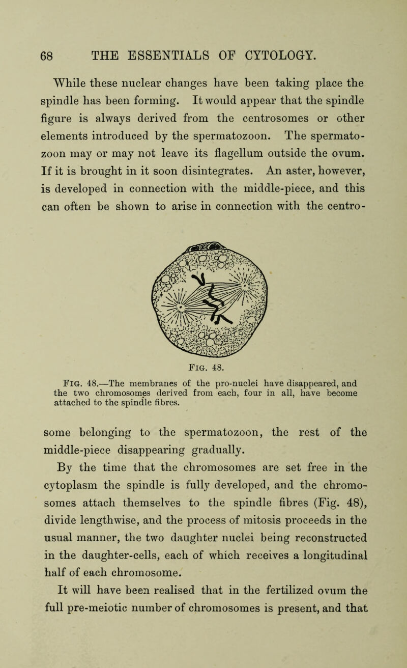 While these nuclear changes have been taking place the spindle has been forming. It would appear that the spindle figure is always derived from the centrosomes or other elements introduced by the spermatozoon. The spermato- zoon may or may not leave its flagellum outside the ovum. If it is brought in it soon disintegrates. An aster, however, is developed in connection with the middle-piece, and this can often be shown to arise in connection with the centro- Fig. 48.—The membranes of the pro-nuclei have disappeared, and the two chromosomes derived from each, four in all, have become attached to the spindle fibres. some belonging to the spermatozoon, the rest of the middle-piece disappearing gradually. By the time that the chromosomes are set free in the cytoplasm the spindle is fully developed, and the chromo- somes attach themselves to the spindle fibres (Fig. 48), divide lengthwise, and the process of mitosis proceeds in the usual manner, the two daughter nuclei being reconstructed in the daughter-cells, each of which receives a longitudinal half of each chromosome. It will have been realised that in the fertilized ovum the full pre-meiotic number of chromosomes is present, and that
