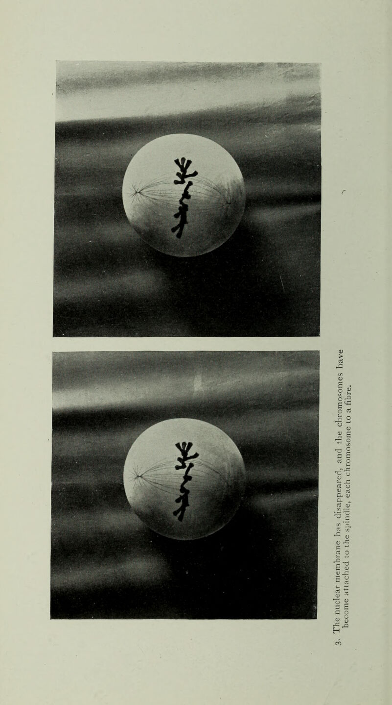 The nuclear membrane has disappeared, and the chromosomes have become attached to the spindle, each chromosome to a fibre.