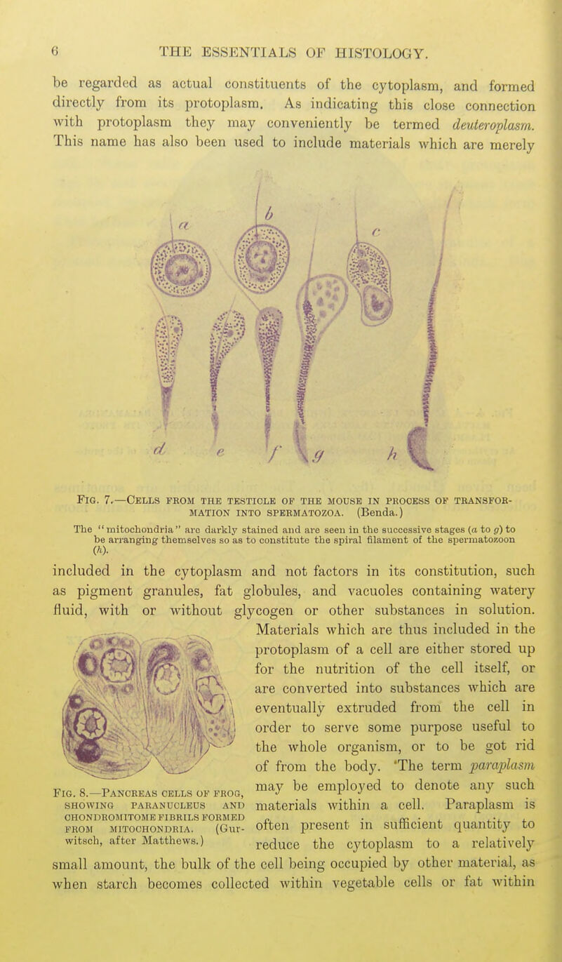 be regarded as actual constituents of the cytoplasm, and formed directly from its protoplasm. As indicating this close connection with protoplasm they may conveniently be termed deuteroplasm. This name has also been used to include materials which are merely Fig. 7.—Cells from the testicle of the mouse in process op tkansfok- MATiON into spermatozoa. (Benda.) The  tnitochondria  arc darkly stained and are seen in the successive stages (a to to be arranging themselves so as to constitute the spiral filament of the spermatozoon (ft). included in the cytoplasm and not factors in its constitution, such as pigment granules, fat globules, and vacuoles containing watery fluid, with or without glycogen or other substances in solution. Materials which are thus included in the protoplasm of a cell are either stored up for the nutrition of the cell itself, or are converted into substances which are eventually extruded from the cell in order to serve some purpose useful to the whole organism, or to be got rid of from the body. *The term paraplasm „ „ may be employed to denote any such Fig. 8.—Pancreas cells of frog, j j j _ SHOWING paranucleus AND materials within a cell. Paraplasm is CHONDROMITOME fibrils FORMED p, , . ai ■ j. ^-i. i. FROM MITOCHONDRIA. (Gur- ofteu prcseut m sufficient quantity to witsch, after Matthews.) reduce the cytoplasm to a relatively small amount, the bulk of the cell being occupied by other material, as when starch becomes collected within vegetable cells or fat within