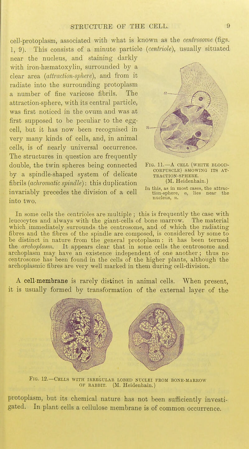 \ eel]-protoplasm, associated with Avhat is known as the centrosome (figs. 1, 9). This consists of a minute particle (centriole), usually situated near the nucleus, and staining darkly Avith iron-haematoxylin, surrounded by a clear area (attraction-sphere), and from it radiate into the surrounding protoplasm a number of fine varicose fibrils. The attraction-sphere, with its central particle, Avas first noticed in the ovum and was at first supposed to be peculiar to the egg- cell, but it has now been recognised in very many kinds of cells, and, in animal cells, is of nearly universal occurrence. The structures in question are frequently double, the twin spheres being connected by a spindle-shaped system of delicate fibrils (achromatic spindle): this duplication invariably precedes the division of a cell into two. Fig. 11.—A cell (white blood- corpuscle) SHOWING ITS AT- TRACTION-SPHEKE. (M. Heidenhain.) In this, as in most cases, the atti'ac- tion-spheve, a, lies near the nucleus, n. In some cells the oentrioles are multiple ; this is frequently the case with leucocytes and always with the giant-cells of bone marrow. The material which immediately surrounds the centrosome, and of which the radiating fibres and the fibres of the spindle are composed, is considered by some to be distinct in nature from the general protoplasm : it has been termed the archoplasm. It appears clear that in some cells the centrosome and archoplasm may have an existence independent of one another; thus no centrosome has been found in the cells of the higher plants, although the archoplasmic fibres are very well marked in them during cell-division. A cell-membrane is rarely distinct in animal cells. When present, it is usually formed by transformation of the external layer of the Fig. 12.—Cells with irregular lobed nuclei from bone-marrow OF rabbit. (M. Heidenhain.) protoplasm, but its chemical nature has not been sufficiently investi- gated. In plant cells a cellulose membrane is of common occurrence.
