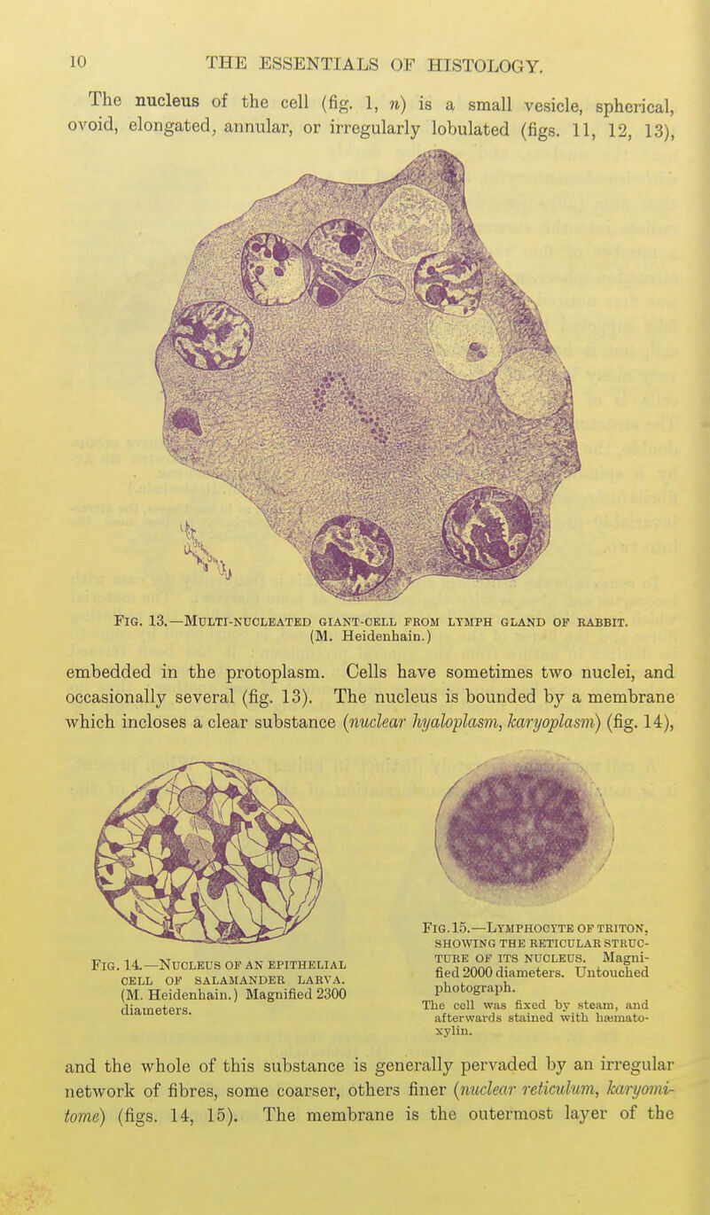 The nucleus of the cell (fig. 1, n) is a small vesicle, spherical, ovoid, elongated, annular, or irregularly lobulated (figs. 11, 12, 13), Fig. 13.—Multi-nucleated giant-cell from lymph gland op babbit. (M. Heidenhain.) embedded in the protoplasm. Cells have sometimes two nuclei, and occasionally several (fig. 13). The nucleus is bounded by a membrane which incloses a clear substance (nuclear hyaloplasm, karyoplasm) (fig. 14), Fig. 14.—Nucleus op an epithelial cell of salamander laeva. (M. Heidenhain.) Magnified 2300 diameters. Fig. 1.5.—Lymphocyte of triton. SHOWING the reticular STRUC- TURE OF ITS NUCLEUS. Magni- fied 2000 diameters. Untouched photograph. The cell was fixed by steam, and afterwards stained with haimato- xylin. and the whole of this substance is generally pervaded by an irregular network of fibres, some coarser, others finer {nuclear reticuhim, karyomi- tome) (figs. 14, 15). The membrane is the outermost layer of the