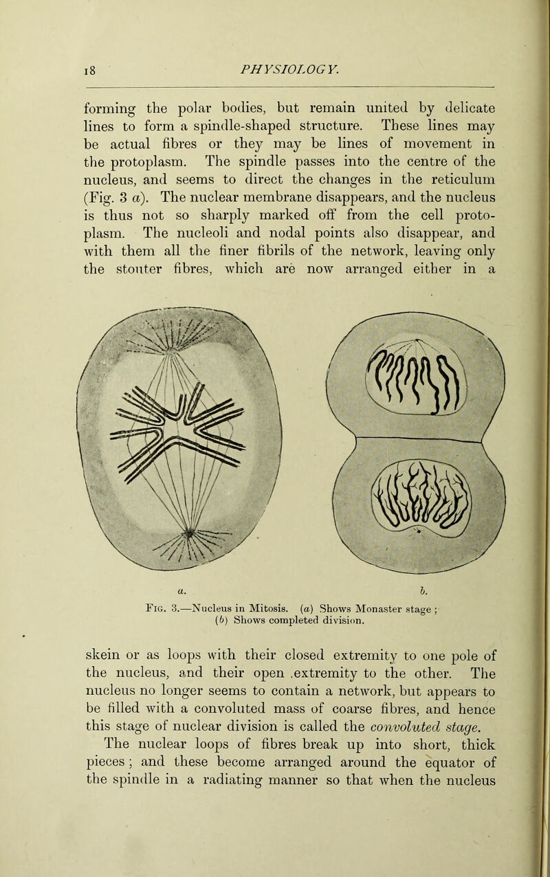 forming the polar bodies, but remain united by delicate lines to form a spindle-shaped structure. These lines may be actual fibres or they may be lines of movement in the protoplasm. The spindle passes into the centre of the nucleus, and seems to direct the changes in the reticulum (Fig. 3 a). The nuclear membrane disappears, and the nucleus is thus not so sharply marked off from the cell proto- plasm. The nucleoli and nodal points also disappear, and with them all the finer fibrils of the network, leaving only the stouter fibres, which are now arranged either in a skein or as loops with their closed extremity to one pole of the nucleus, and their open .extremity to the other. The nucleus no longer seems to contain a network, but appears to be filled with a convoluted mass of coarse fibres, and hence this stage of nuclear division is called the convoluted stage. The nuclear loops of fibres break up into short, thick pieces ; and these become arranged around the equator of the spindle in a radiating manner so that when the nucleus a. h. Fig. 3.—Nucleus in Mitosis, (a) Shows Monaster stage ; (6) Shows completed division.