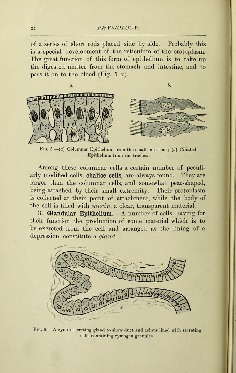 of a series of short rods placed side by side. Probably this is a special development of the reticulum of the protoplasm. The great function of this form of epithelium is to take up the digested matter from the stomach and intestine, and to pass it on to the blood (Fig. 5 a). a. h. Fig. 5.—(a) Columnar Epithelium from the small intestine ; (6) Ciliated Epithelium from the trachea. Among these columnar cells a certain number of peculi- arly modified cells, chalice cells, are always found. They are larger than the columnar cells, and somewhat pear-shaped, being attached by their small extremity. Their protoplasm is collected at their point of attachment, Avhile the body of the cell is filled with mucin, a clear, transparent material. 3. Glandular Epithelium.—A number of cells, having for their function the production of some material which is to be excreted from the cell and arranged as the lining of a depression, constitute a gland. Fig. 6.—A zymin-secreting gland to show duct and acinus lined with secretinj cells containing zymogen granules.