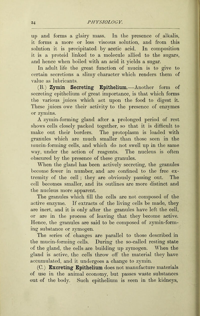 up and forms a glairy mass. In the presence of alkalis, it forms a more or less viscous solution, and from this solution it is precipitated by acetic acid. In composition it is a proteid linked to a molecule allied to the sugars, and hence when boiled Avith an acid it yields a sugar. In adult life the great function of mucin is to give to certain secretions a slimy character Avhich renders them of value as lubricants. (B.) Zymin Secreting Epithelium.—Another form of secreting epithelium of great importance, is that which forms the various juices Avhich act upon the food to digest it. These juices owe their activity to the presence of enzymes or zymins. A zymin-forming gland after a prolonged period of rest shows cells closely packed together, so that it is difficult to make out their borders. The protoplasm is loaded with granules which are much smaller than those seen in the mucin-forming cells, and which do not swell up in the same Avay, under the action of reagents. The nucleus is often obscured by the presence of these granules. When the gland has been actively secreting, the granules become fewer in number, and are confined to the free ex- tremity of the cell; they are obviously passing out. The cell becomes smaller, and its outlines are more distinct and the nucleus more apparent. The granules which fill the cells are not composed of the active enzyme. If extracts of the living cells be made, they are inert, and it is only after the granules have left the cell, or are in the process of leaving that they become active. Hence, the granules are said to be composed of zymin-form- ing substance or zymogen. The series of changes are parallel to those described in the mucin-forming cells. During the so-called resting state of the gland, the cells are building up zymogen. When the gland is active, the cells throw off the material they have accumulated, and it undergoes a change to zymin. (C.) Excreting Epithelium does not manufacture materials of use in the animal economy, but passes waste substances out of the body. Such epithelium is seen in the kidneys.