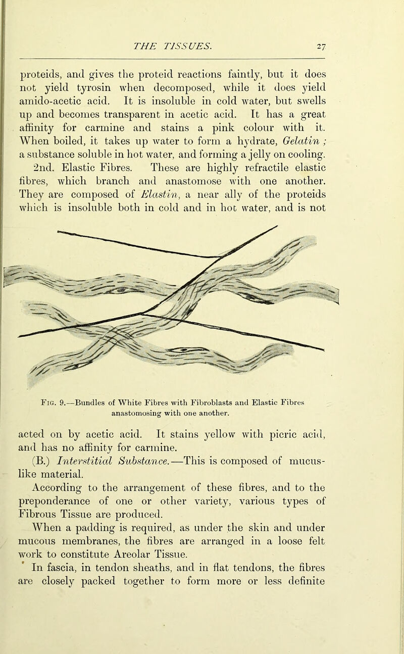 proteids, and gives the proteid reactions faintly, but it does not yield tyrosin when decomposed, while it does yield ainido-acetic acid. It is insoluble in cold water, but swells up and becomes transparent in acetic acid. It has a great affinity for carmine and stains a pink colour with it. When boiled, it takes up water to form a hydrate, Gelatin ; a substance soluble in hot water, and forming a jelly on cooling. 2nd. Elastic Fibres. These are highly refractile elastic fibres, which branch and anastomose with one another. They are composed of Elastin, a near ally of the proteids which is insoluble both in cold and in hot water, and is not Fig. 9.—Bundles of White Fibres with Fibroblasts and Elastic Fibres anastomosing with one another. acted on by acetic acid. It stains yellow with picric acid, and has no affinity for carmine. (B.) Inters^titial Substance.—This is composed of mucus- like material. According to the arrangement of these fibres, and to the preponderance of one or other variety, various types of Fibrous Tissue are produced. AVhen a padding is required, as under the skin and under mucous membranes, the fibres are arranged in a loose felt work to constitute Areolar Tissue. In fascia, in tendon sheaths, and in flat tendons, the fibres are closely packed together to form more or less definite