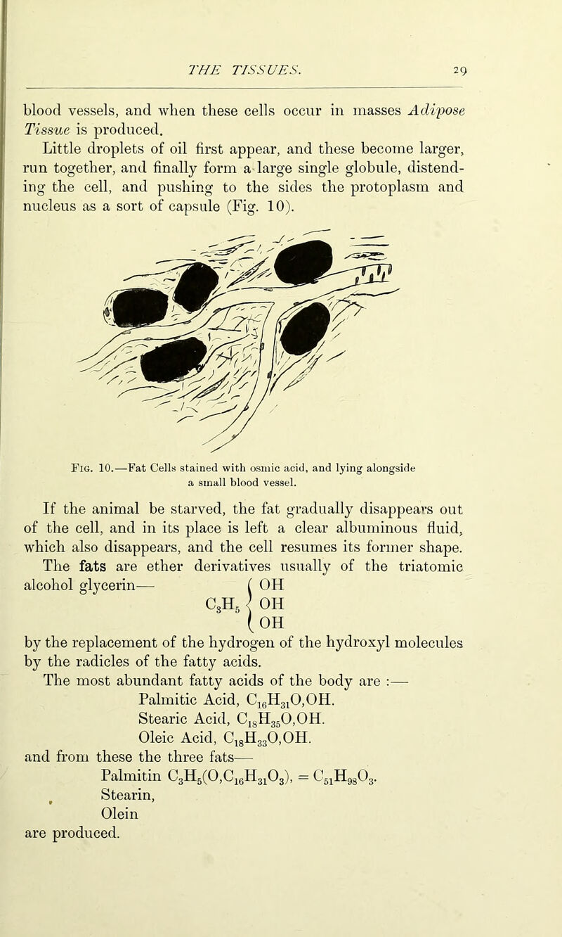 blood vessels, and when these cells occur in masses Adipose Tissue is produced. Little droplets of oil first appear, and these become larger, run together, and finally form a large single globule, distend- ing the cell, and pushing to the sides the protoplasm and nucleus as a sort of capsule (Fig. 10). Fig. 10.—Fat Cells stained with osmic acid, and lying alongside a small blood vessel. If the animal be starved, the fat gradually disappears out of the cell, and in its place is left a clear albuminous fluid, which also disappears, and the cell resumes its former shape. The fats are ether derivatives usually of the triatomie alcohol glycerin— f OH C3H, \ OH (oh by the replacement of the hydrogen of the hydroxyl molecules by the radicles of the fatty acids. The most abundant fatty acids of the body are :— Palmitic Acid, CigH3iO,OH. Stearic Acid, Ci8H350,0H. Oleic Acid, C^8H330,0H. and from these the three fats— Palmitin C3H5(0,Ci6H3i03), = CgiHggOg. Stearin, Olein are produced.