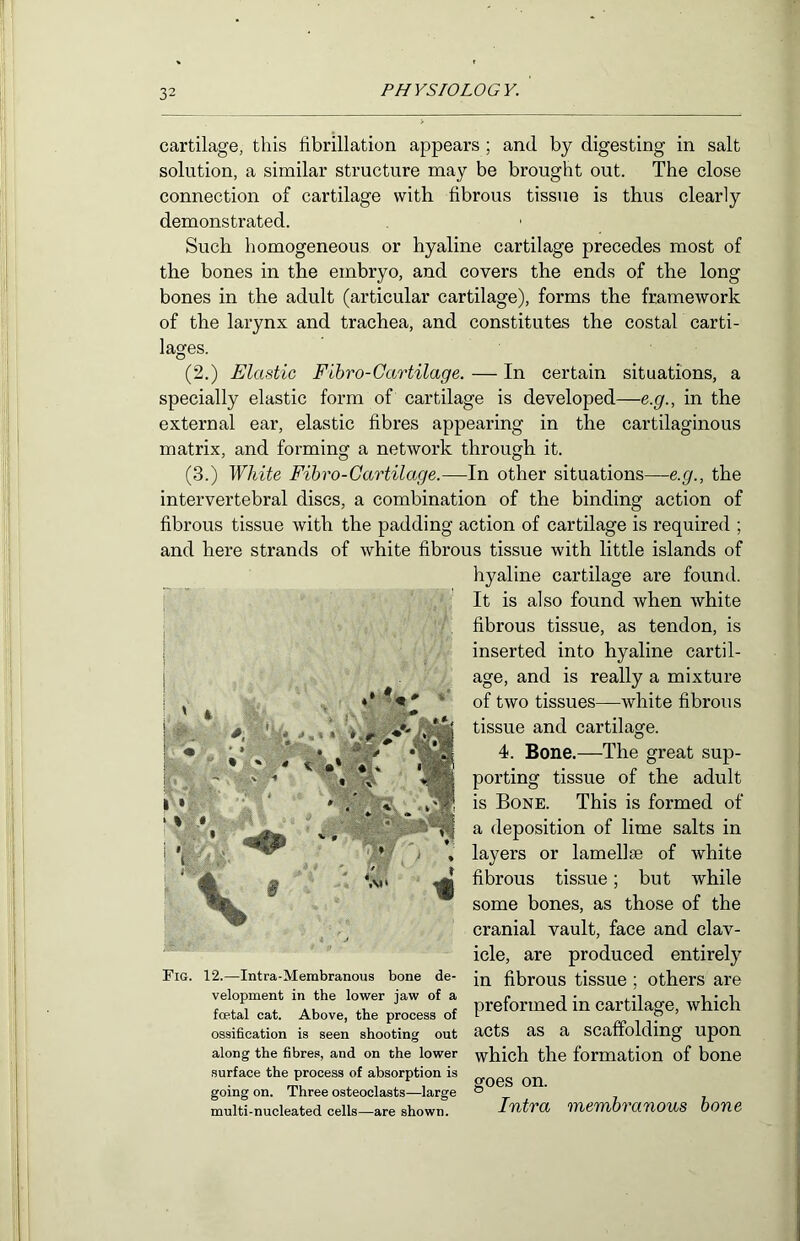 cartilage, this fibrillation appears ; and by digesting in salt solution, a similar structure may be brought out. The close connection of cartilage with fibrous tissue is thus clearly demonstrated. Such homogeneous or hyaline cartilage precedes most of the bones in the embryo, and covers the ends of the long bones in the adult (articular cartilage), forms the framework of the larynx and trachea, and constitutes the costal carti- lages. (2.) Elastic Fihro-Cartilage. — In certain situations, a specially elastic form of cartilage is developed—e.g., in the external ear, elastic fibres appearing in the cartilaginous matrix, and forming a network through it. (3.) White Fihro-Cartilage.—In other situations—e.g., the intervertebral discs, a combination of the binding action of fibrous tissue with the padding action of cartilage is required ; and here strands of white fibrous tissue with little islands of hyaline cartilage are found. It is also found when white fibrous tissue, as tendon, is inserted into hyaline cartil- age, and is really a mixture of two tissues—white fibrous tissue and cartilage. 4. Bone.—The great sup- porting tissue of the adult is Bone. This is formed of a deposition of lime salts in layers or lamellae of white fibrous tissue; but while some bones, as those of the cranial vault, face and clav- icle, are produced entirely in fibrous tissue ; others are preformed in cartilage, which acts as a scaffolding upon which the formation of bone goes on. Intra membranous hone Fig. 12.—Intra-Membranous bone de- velopment in the lower jaw of a foetal cat. Above, the process of ossification is seen shooting out along the fibres, and on the lower surface the process of absorption is going on. Three osteoclasts—large multi-nucleated cells—are shown.