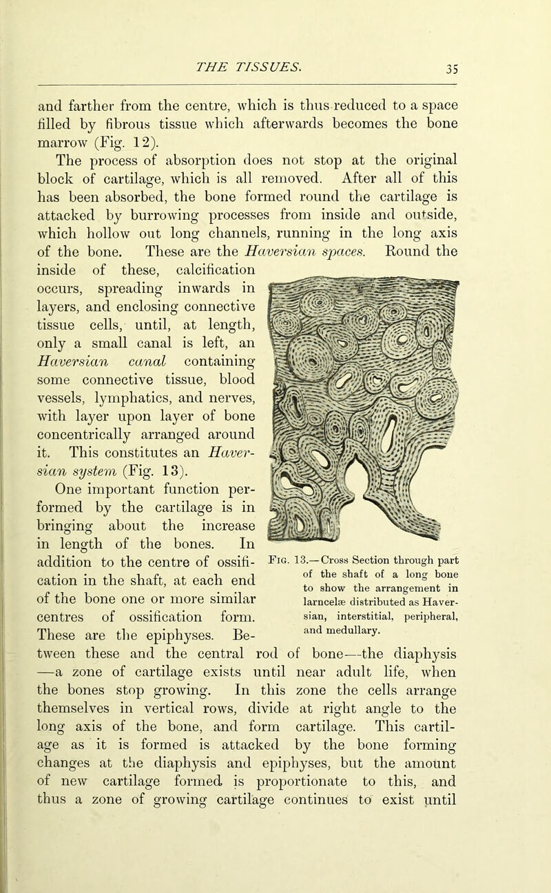 and farther from the centre, which is thus reduced to a space Hlled by fibrous tissue which afterwards becomes the bone marrow (Fig. 12). The process of absorption does not stop at the original block of cartilage, which is all removed. After all of this has been absorbed, the bone formed round the cartilage is attacked by burrowing processes from inside and outside, which hollow out long channels, running in the long axis of the bone. These are the Haversian spaces. Round the inside of these, calcification occurs, spreading inwards in layers, and enclosing connective tissue cells, until, at length, only a small canal is left, an Haversian canal containing some connective tissue, blood vessels, lymphatics, and nerves, with layer upon layer of bone concentrically arranged around it. This constitutes an Haver- sian system (Fig. 13). One important function per- formed by the cartilage is in about the bringing O O in length of the bones. Fig. 13.— Cross Section through part of the shaft of a long bone to show the arrangement in larncelie distributed as Haver- sian, interstitial, peripheral, and medullary. increase In addition to the centre of ossifi- cation in the shaft, at each end of the bone one or more similar centres of ossification form. These are the epiphyses. Be- tween these and the central rod of bone—the diaphysis —a zone of cartilage exists until near adult life, when the bones stop growing. In this zone the cells arrange themselves in vertical rows, divide at right angle to the long axis of the bone, and form cartilage. This cartil- age as it is formed is attacked by the bone forming changes at the diaphysis and epiphyses, but the amount of new cartilage formed is proportionate to this, and thus a zone of growing cartilage continues to exist until