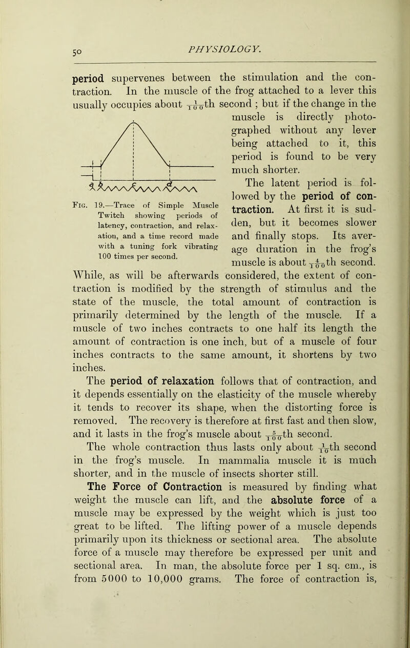5° period supervenes between the stimulation and the con- traction. In the muscle of the frog attached to a lever this usually occupies about second ; but if the change in the muscle is directly photo- graphed without any lever being attached to it, this period is found to be very much shorter. The latent jieriod is fol- lowed by the period of con- traction. At first it is sud- den, but it becomes slower and finally stops. Its aver- age duration in the frog’s muscle is about second. While, as will be afterwards considered, the extent of con- traction is modified by the strength of stimulus and the state of the muscle, the total amount of contraction is primarily determined by the length of the muscle. If a muscle of two inches contracts to one half its length the amount of contraction is one inch, but of a muscle of four inches contracts to the same amount, it shortens by two inches. The period of relaxation follows that of contraction, and it depends essentially on the elasticity of the muscle whereby it tends to recover its shape, when the distorting force is removed. The recovery is therefore at first fast and then slow, and it lasts in the frog’s muscle about y^th second. The whole contraction thus lasts only about yyth second in the frog’s muscle. In mammalia muscle it is much shorter, and in the muscle of insects shorter still. The Force of Contraction is measured by finding what weight the muscle can lift, and the absolute force of a muscle may be expressed by the weight which is just too great to be lifted. The lifting power of a muscle depends primarily upon its thickness or sectional area. The absolute force of a muscle may therefore be expressed per unit and sectional area. In man, the absolute force per 1 sq. cm., is from 5000 to 10,000 grams. The force of contraction is, ^ AAA/X/^AAy\ Fig. 19.—Trace of Simple Muscle Twitch showing periods of latency, contraction, and relax- ation, and a time record made with a tuning fork vibrating 100 times per second.