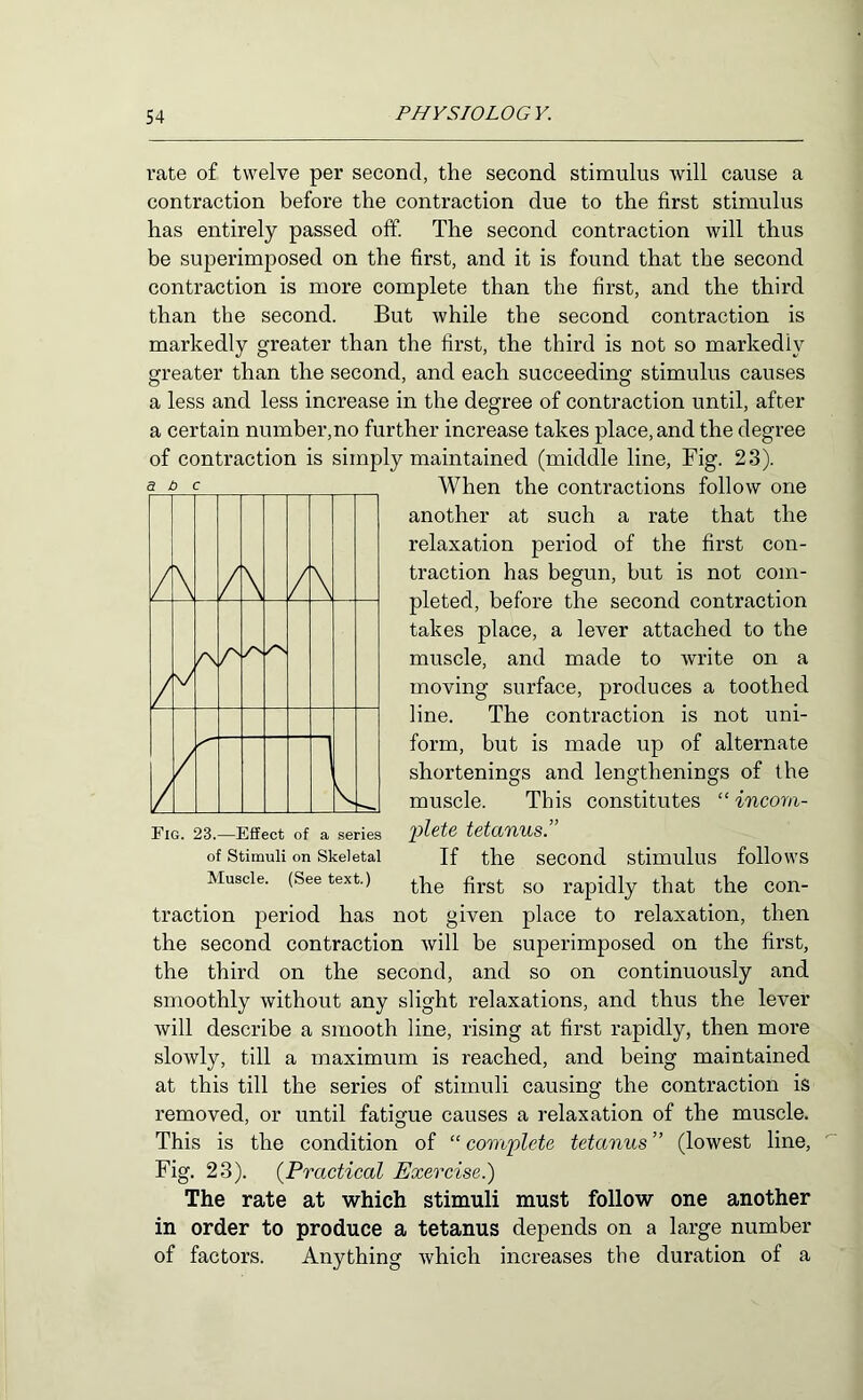 I’ate of twelve per second, the second stimulus will cause a contraction before the contraction due to the first stimulus has entirely passed off. The second contraction will thus be superimposed on the first, and it is found that the second contraction is more complete than the first, and the third than the second. But while the second contraction is markedly greater than the first, the third is not so markedly greater than the second, and each succeeding stimulus causes a less and less increase in the degree of contraction until, after a certain numher,no further increase takes place, and the degree of contraction is simply maintained (middle line. Fig. 23). When the contractions follow one another at such a rate that the relaxation period of the first con- traction has begun, but is not com- pleted, before the second contraction takes place, a lever attached to the muscle, and made to write on a moving surface, produces a toothed line. The contraction is not uni- form, but is made up of alternate shortenings and lengthenings of the muscle. This constitutes “ incom- idete tetanus.” If the second stimulus follows the first so rapidly that the con- traction period has not given place to relaxation, then the second contraction will be superimposed on the first, the third on the second, and so on continuously and smoothly without any slight relaxations, and thus the lever will describe a smooth line, rising at first rapidly, then more slowly, till a maximum is reached, and being maintained at this till the series of stimuli causing the contraction is removed, or until fatigue causes a relaxation of the muscle. This is the condition of “ complete tetanus ” (lowest line. Fig. 23). {Practical Exercise.) The rate at which stimuli must follow one another in order to produce a tetanus depends on a large number of factors. Anything which increases the duration of a a t> c / \ / \ / \ / V 1 Fig. 23.—Effect of a series of Stimuli on Skeletal Muscle. (See text.)