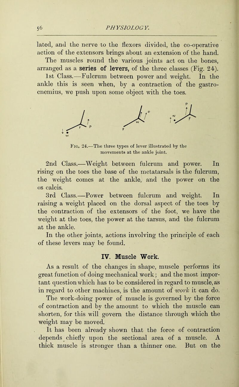 lated, and the nerve to the flexors divided, the co-operative action of the extensors brings about an extension of the hand. The muscles round the various joints act on the bones, arranged as a series of levers, of the three classes (Fig. 24). 1st Class.—Fulcrum between power and weight. In the ankle this is seen Avhen, by a contraction of the gastro- cnemius, we push upon some object with the toes. Fig. 24.—The three types of lever illustrated by the movements at the ankle joint. 2nd Class.—Weight between fulcrum and power. In rising on the toes the base of the metatarsals is the fulcrum, the weight comes at the ankle, and the power on the os calcis. 3rd Class.—Power between fulcrum and weight. In raising a weight placed on the dorsal aspect of the toes by the contraction of the extensors of the foot, we have the weight at the toes, the power at the tarsus, and the fulcrum at the ankle. In the other joints, actions involving the principle of each of these levers may be found. IV. Muscle Work. As a result of the changes in shape, muscle performs its great function of doing mechanical work; and the most impor- tant question which has to be considered in regard to muscle, as in regard to other machines, is the amount of worh it can do. The work-doing power of muscle is governed by the force of contraction and by the amount to which the muscle can shorten, for this will govern the distance through which the weight may be moved. It has been already shown that the force of contraction depends _ chiefly upon the sectional area of a muscle. A thick muscle is stronger than a thinner one. But on the O