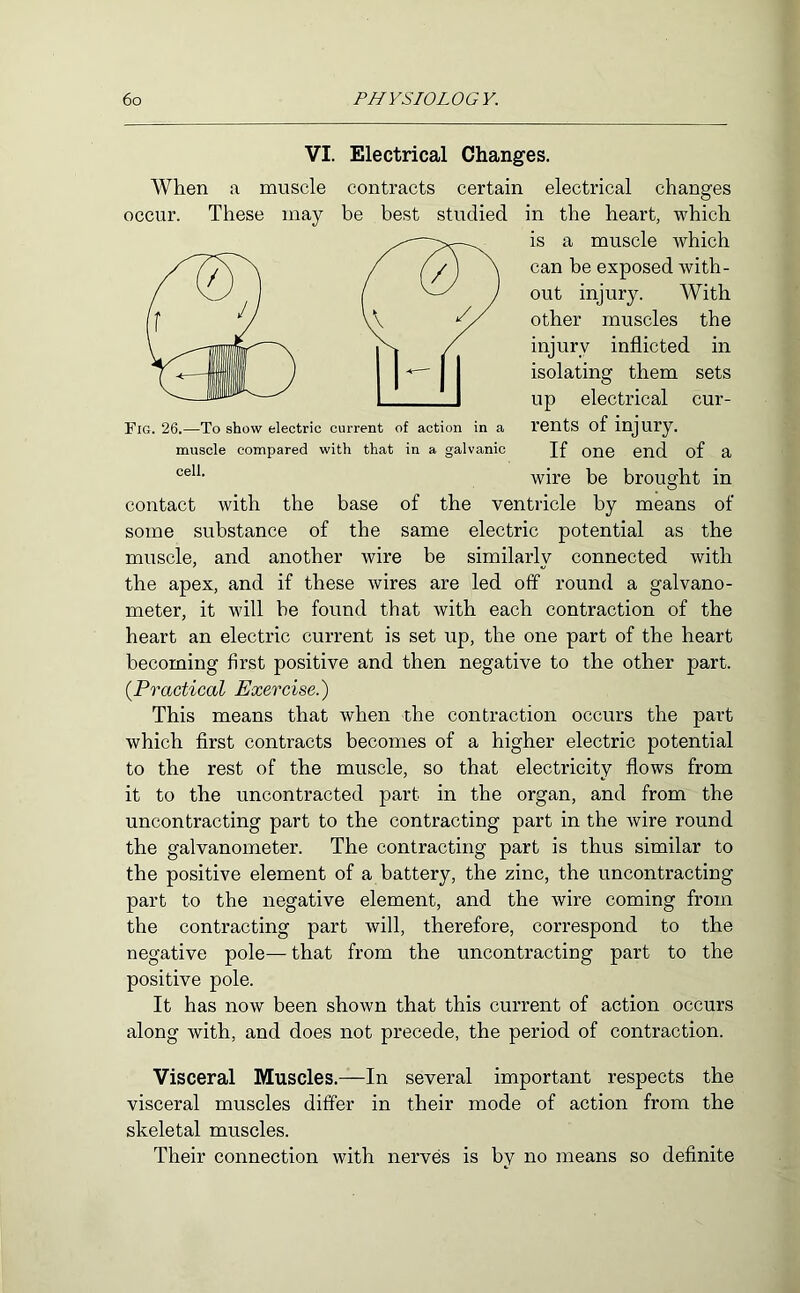 VI. Electrical Changes. When a muscle contracts certain electrical changes occur. These may be best studied in the heart, which is a muscle which can be exposed with- out injury. With other muscles the injury inflicted in isolating them sets up electrical cur- Fig. 26.—To show electric current of action in a rents of injury. muscle compared with that in a galvanic Jf one end of a wire be brought in contact with the base of the ventricle by means of some substance of the same electric potential as the muscle, and another wire be similarly connected with the apex, and if these wires are led off round a galvano- meter, it will be found that with each contraction of the heart an electric current is set up, the one part of the heart becoming first positive and then negative to the other part. {Practical Exercise.) This means that when the contraction occurs the part which first contracts becomes of a higher electric potential to the rest of the muscle, so that electricity flows from it to the uncontracted part in the organ, and from the uncontracting part to the contracting part in the wire round the galvanometer. The contracting part is thus similar to the positive element of a battery, the zinc, the uncontracting part to the negative element, and the wire coming from the contracting part will, therefore, correspond to the negative pole— that from the uncontracting part to the positive pole. It has now been shown that this current of action occurs along with, and does not precede, the period of contraction. Visceral Muscles.—In several important respects the visceral muscles differ in their mode of action from the skeletal muscles. Their connection with nerves is by no means so definite