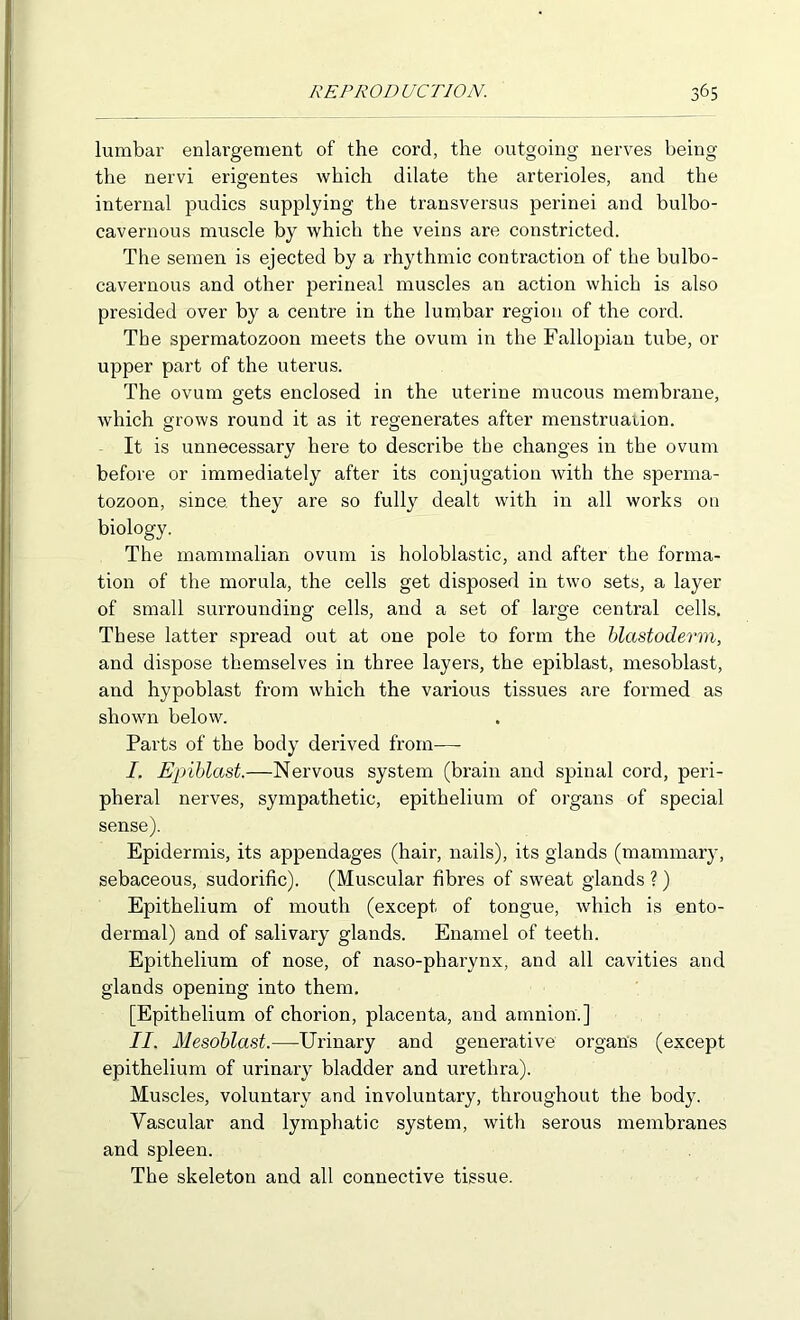 lumbar enlargement of the cord, the outgoing nerves being the nervi erigentes which dilate the arterioles, and the internal pudics supplying the transversus perinei and bulbo- cavernous muscle by which the veins are constricted. The semen is ejected by a rhythmic contraction of the bulbo- cavernous and other perineal muscles an action which is also presided over by a centre in the lurnbar region of the cord. The spermatozoon meets the ovum in the Fallopian tube, or upper part of the uterus. The ovum gets enclosed in the uterine mucous membrane, which grows round it as it regenerates after menstruarion. It is unnecessary here to describe the changes in the ovum before or immediately after its conjugation with the sperma- tozoon, since, they are so fully dealt with in all works on biology. The mammalian ovum is holoblastic, and after the forma- tion of the morula, the cells get disposed in two sets, a layer of small surrounding cells, and a set of large central cells. These latter spread out at one pole to form the blastoderm, and dispose themselves in three layers, the epiblast, mesoblast, and hypoblast from which the various tissues are formed as shown below. Parts of the body derived from—■ I. Epiblast.—Nervous system (brain and spinal cord, peri- pheral nerves, sympathetic, epithelium of organs of special sense). Epidermis, its appendages (hair, nails), its glands (mammary, sebaceous, sudorific). (Muscular fibres of sweat glands ? ) Epithelium of mouth (except of tongue, which is ento- dermal) and of salivary glands. Enamel of teeth. Epithelium of nose, of naso-pharynx, and all cavities and glands opening into them. [Epithelium of chorion, placenta, and amnion.] II. Mesoblast.—Urinary and generative organs (except epithelium of urinary bladder and urethra). Muscles, voluntary and involuntary, throughout the body. Vascular and lymphatic system, with serous membranes and spleen. The skeleton and all connective tissue.