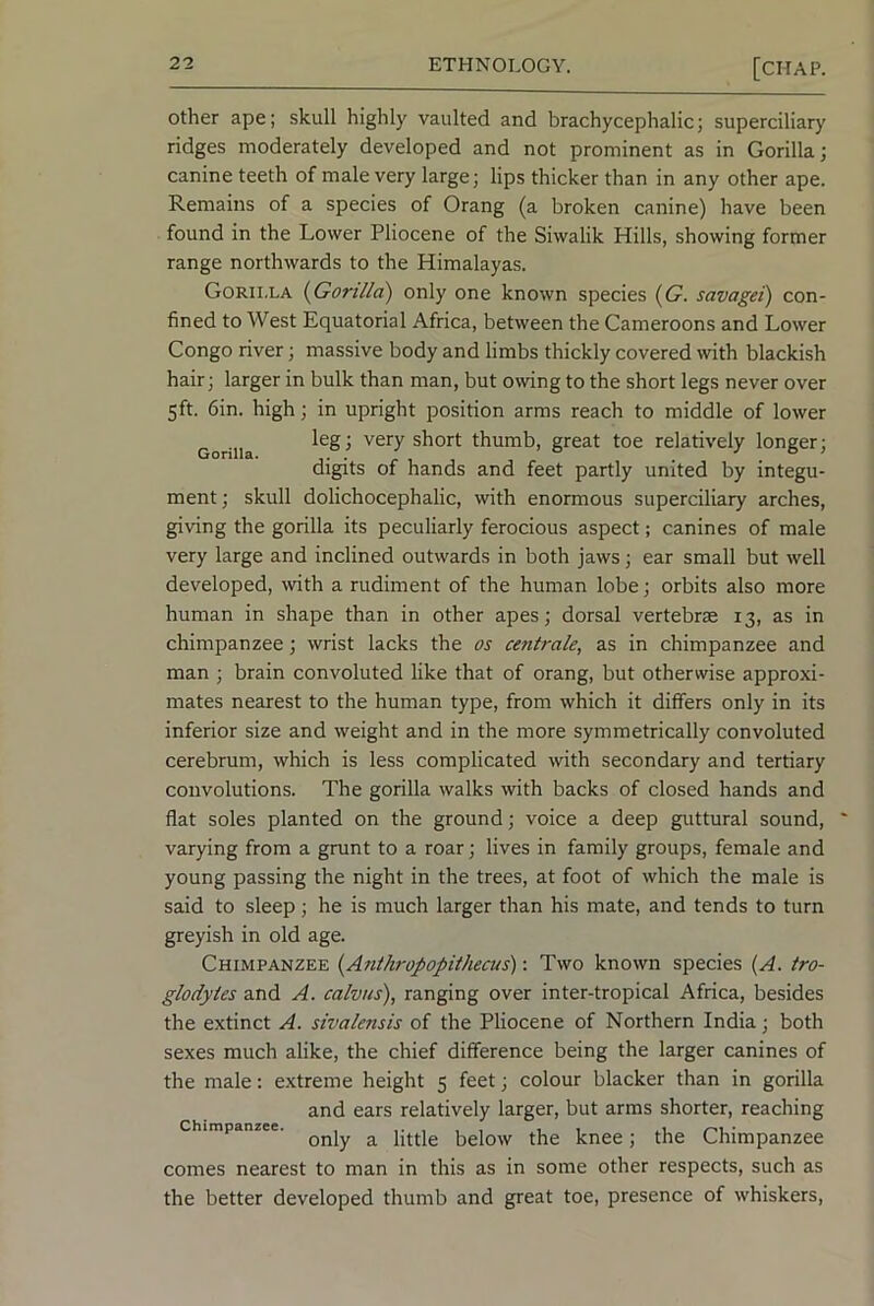 Other ape; skull highly vaulted and brachycephalic; superciliary ridges moderately developed and not prominent as in Gorilla; canine teeth of male very large; lips thicker than in any other ape. Remains of a species of Orang (a broken canine) have been found in the Lower Pliocene of the Siwalik Hills, showing former range northwards to the Himalayas. Gorilla {Gorilla) only one known species {G. savagei) con- fined to West Equatorial Africa, between the Cameroons and Lower Congo river; massive body and limbs thickly covered with blackish hair; larger in bulk than man, but owing to the short legs never over 5ft. 6in. high; in upright position arms reach to middle of lower leg; very short thumb, great toe relatively longer; digits of hands and feet partly united by integu- ment; skull dolichocephalic, with enormous superciliary arches, giving the gorilla its peculiarly ferocious aspect; canines of male very large and inclined outwards in both jaws; ear small but well developed, with a rudiment of the human lobe; orbits also more human in shape than in other apes; dorsal vertebrae 13, as in chimpanzee; wrist lacks the os centrale, as in chimpanzee and man ; brain convoluted like that of orang, but otherwise approxi- mates nearest to the human type, from which it differs only in its inferior size and weight and in the more symmetrically convoluted cerebrum, which is less complicated with secondary and tertiary convolutions. The gorilla walks with backs of closed hands and flat soles planted on the ground; voice a deep guttural sound, varying from a grunt to a roar; lives in family groups, female and young passing the night in the trees, at foot of which the male is said to sleep; he is much larger than his mate, and tends to turn greyish in old age. Chimpanzee {Anthropopithecus): Two known species {A. tro- glodytes and A. calvus), ranging over inter-tropical Africa, besides the extinct A. sivalensis of the Pliocene of Northern India; both sexes much alike, the chief difference being the larger canines of the male: e.xtreme height 5 feet; colour blacker than in gorilla and ears relatively larger, but arms shorter, reaching Chimpanzee. ^ below the knee; the Chimpanzee comes nearest to man in this as in some other respects, such as the better developed thumb and great toe, presence of whiskers.