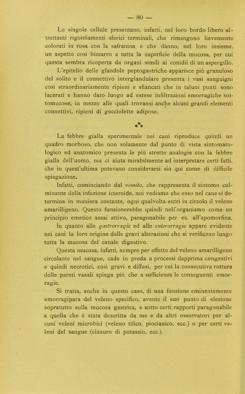 Le singole cellule presentano, infatti, nel loro bordo libero al- trettauti rigonfiamenti sferici terminali, che rimangono lievemente colorati in rosa con la safranina e che danno, nel loro insieme, un aspetto cosi bizzarro a tutta la superficie della mucosa, per cui questa sembra ricoperta da organ! simili ai conidii di un aspergillo. L’epitelio delle glandole peptogastriche apparisce piu granuloso del solito e il connettivo interglandulare presenta i vasi sanguigni cosi straordinariamente ripieni e sfiancati che in taluni punti sono lacerati e hanno dato luogo ad estese infiltrazioni emorragiche sot- tomucose, in mezzo alle quali trovansi anche alcuni grand! element! connettivi, ripieni di gocciolette adipose. % * * La febbre gialla sperimentale nei cani riproduce quindi un quadro morboso, che non solamente dal punto di vista sintomato- logico ed anatomico presenta le piu strette analogie con la febbre gialla dell’uomo, ma ci aiuta mirabilmente ad interpretare certi fatti, che in quest’ultima potevano considerarsi sin qui come di difficile spiegazione, Infatti, cominciando dal vomito, che rappresenta il sintomo cul- minante della infezione icteroide, noi vediamo che esso nel cane si de- termina in maniera costante, ogni qualvolta entri in circolo il veleno amarilligeno. Questo funzionerebbe quindi nell’organismo come un principio emetico assai attivo, paragonabile per es. all’apomorfina. In quanto alle gastrorragie ed alle enterorragie appare evidente nei cani la loro origine dalle gravi alterazioni che si verificano lungo tutta la mucosa del canale digestivo. Questa mucosa, infatti, sempre per effetto del veleno amarilligeno circolante nel sangue, cade in preda a process! dapprima congestivi e quindi necrotici, cosi gravi e diffusi, per cui la consecutiva rottura delle pared vasali spiega pin che a sufficienza le conseguenti emor- ragie. Si tratta, anche in questo caso, di una funzione eminentemente emorragipara del veleno specifico, avente il suo punto di elezione sopratutto sulla mucosa gastrica, e sotto certi rapporti paragonabile a quella che e stata descritta da me e da altri osservatori per al- cuni veleni microbici (veleno tifico, piocianico, ecc.) o per certi ve- leni del sangue (cianuro di potassio, ecc.).