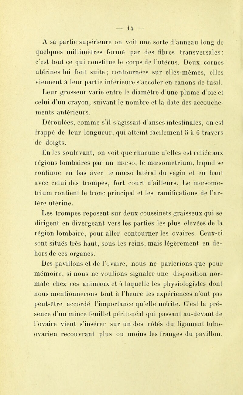 A sa partie supérieure on voit une sorte d'anneau long de quelques millimètres formé par des libres transversales: c'est tout ce qui constitue le corps de l'utérus. Deux cornes utérines lui font suite; contournées sur elles-mêmes, elles viennent à leur partie inférieure s'accoler en canons de fusil. Leur grosseur varie entre le diamètre d'une plume d'oie et celui d'un crayon, suivant le nombre et la date des accouche- ments antérieurs. Déroulées, comme s'il s'agissait d'anses intestinales, on est frappé de leur longueur, qui atteint facilement 5 à 6 travers de doigts. En les soulevant, on voit que chacune d'elles est reliée aux régions lombaires par un mœso, le mœsometrium, lequel se continue en bas avec le mœso latéral du vagin et en haut avec celui des trompes, fort court d'ailleurs. Le mœsome- trium contient le tronc principal et les ramifications de l'ar- tère utérine. Les trompes reposent sur deux coussinets graisseux qui se dirigent en divergeant vers les parties les plus élevées de la région lombaire, pour aller contourner les ovaires. Ceux-ci sont situés très haut, sous les reins, mais légèrement en de- hors de ces organes. Des pavillons et de l'ovaire, nous ne parlerions que pour mémoire, si nous ne voulions signaler une disposition nor- male chez ces animaux et à laquelle les physiologistes dont nous mentionnerons tout à l'heure les expériences n'ont pas peut-être accordé l'importance qu'elle mérite. C'est la pré- sence d'un mince feuillet péritoncal qui passant au-devant de l'ovaire vient s'insérer sur un des côtés du ligament lubo- ovarien recouvrant plus ou moins les franges du pavillon.