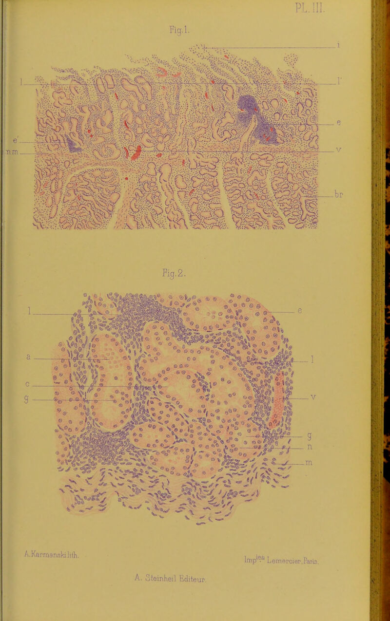 PL. m. Fig.l. e nm, Fig.2. s ® s 5( ® (!> 0<5> s/ 4^ - g n fl<02i*^-, »>, —e/- m A.Karmanskililh. A. Cleinheil Lidileur. les ■ mercier, Paris.