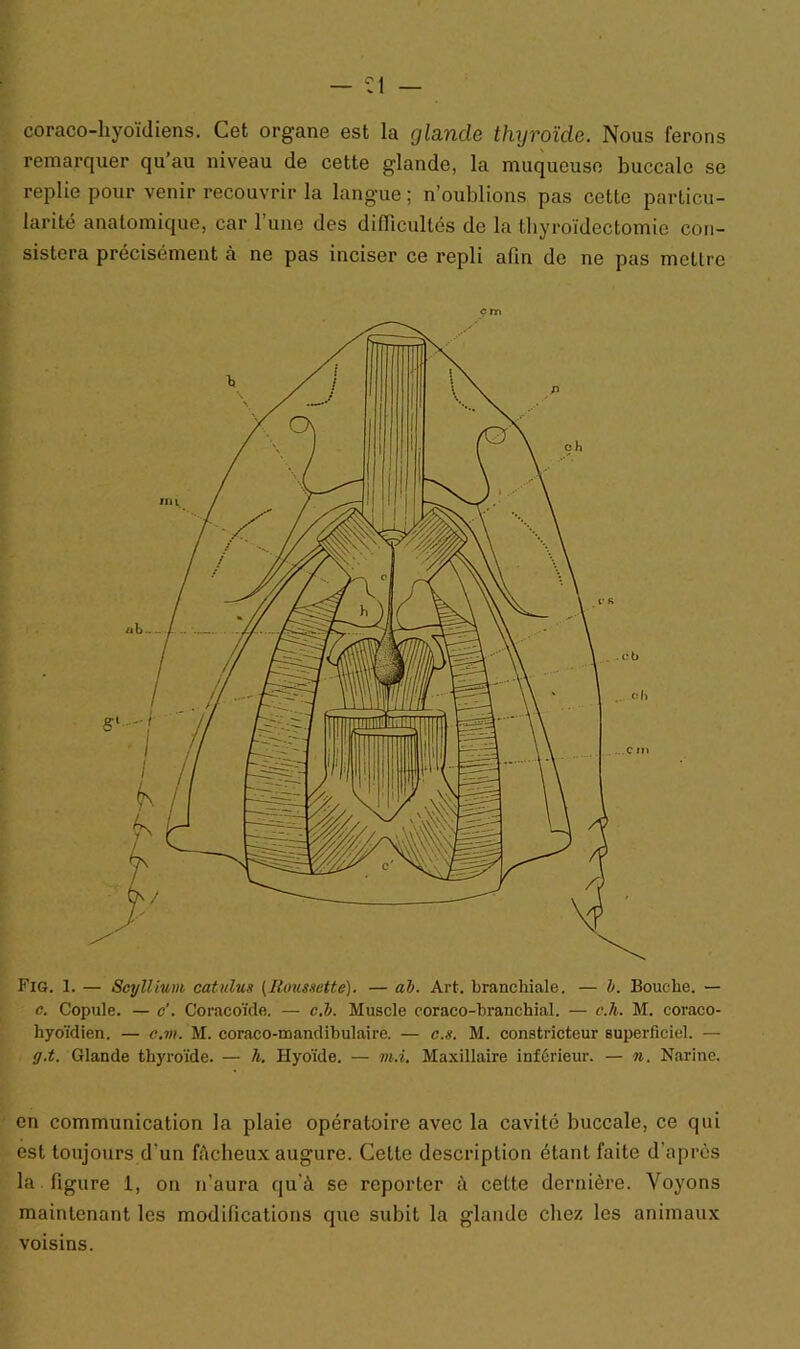 coraco-hyoïdiens. Cet organe est la glande thyroïde. Nous ferons remarquer qu’au niveau de cette glande, la muqueuse buccale se replie pour venir recouvrir la langue ; n’oublions pas cette particu- larité anatomique, car l’une des difficultés de la thyroïdectomie con- sistera précisément ci ne pas inciser ce repli afin de ne pas mettre çm Fig. 1. — Scyllium catnlus (Roussette). — ah. Art. branchiale. — h. Bouche. — c. Copule. — <?’. Coracoïde. — c.h. Muscle coraco-branchial. — c.h. M. coraco- hyoïdien. — c.m. M. coraco-mandibulaire. — c.s. M. constricteur superficiel. — g.t. Glande thyroïde. — h. Hyoïde. — m.i. Maxillaire inférieur. — n. Narine. en communication la plaie opératoire avec la cavité buccale, ce qui est toujours d’un fâcheux augure. Cette description étant faite d’après la figure 1, on n’aura qu’à se reporter à cette dernière. Voyons maintenant les modifications que subit la glande chez les animaux voisins.