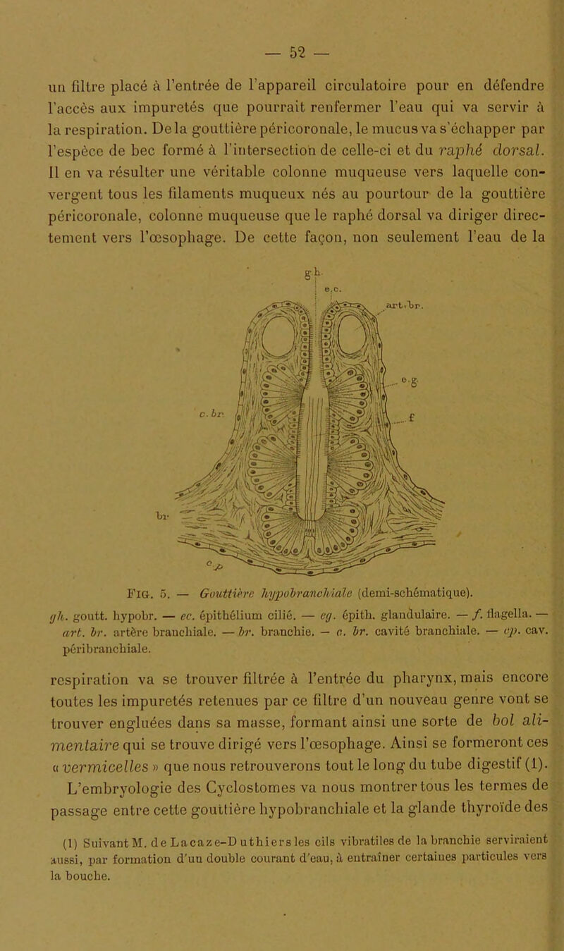 un filtre placé à l’entrée de l'appareil circulatoire pour en défendre l’accès aux impuretés que pourrait renfermer l’eau qui va servir à la respiration. Delà gouttière péricoronale, le mucus va s'échapper par l’espèce de bec formé à l'intersection de celle-ci et du raphé dorsal. 11 en va résulter une véritable colonne muqueuse vers laquelle con- vergent tous les filaments muqueux nés au pourtour de la gouttière péricoronale, colonne muqueuse que le rapbé dorsal va diriger direc- tement vers l'oesophage. De cette façon, non seulement l’eau de la Fig. 5. — Gouttière hypobranoMale (demi-schématique). <jh. goutt. hypobr. — ec. épithélium cilié. — erj. épith. glandulaire. —/.flagella.— art. br. artère branchiale. — br. branchie. — e. br. cavité branchiale. — op. cav. pôribranchiale. respiration va se trouver filtrée à l’entrée du pharynx, mais encore toutes les impuretés retenues par ce filtre d’un nouveau genre vont se trouver engluées dans sa masse, formant ainsi une sorte de bol ali- mentaire qui se trouve dirigé vers l’œsophage. Ainsi se formeront ces « vermicelles » que nous retrouverons tout le long du tube digestif (1). L’embryologie des Cyclostomes va nous montrer tous les termes de passage entre cette gouttière hypobranchiale et la glande thyroïde des (1) Suivant M. deLacaze-D uthiersles cils vibratiles de la branchie serviraient aussi, par formation d'uu double courant d’eau, ù entraîner certaines particules vers la bouche.