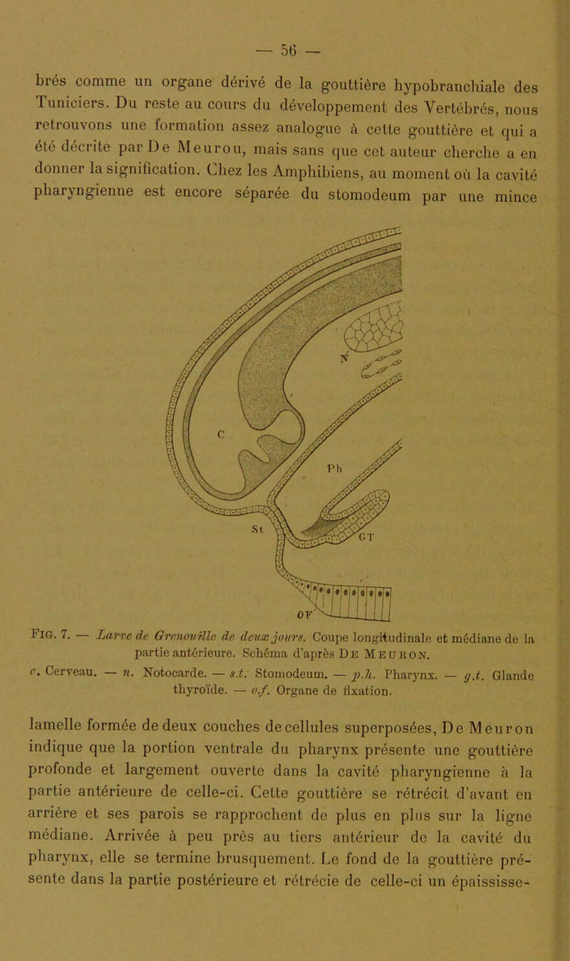 brés comme un organe dérivé de la gouttière kypobranchiale des Tuniciers. Du reste au cours du développement des Vertébrés, nous retrouvons une lormation assez analogue à cette gouttière et qui a été décrite par De Meurou, mais sans que cet auteur cherche a en donner la signification. Chez les Amphibiens, au moment où la cavité pharyngienne est encore séparée du stomodeum par une mince Fig. 7. — Larve (U Grenouille de deux joins. Coupe longitudinale et médiane de la partie antérieure. Schéma d’après Du Meuron. r. Cerveau. — n. Notocarde. — s.t. Stomodeum. — p.U. Pharynx. — g.t. Glande thyroïde. — o.f. Organe de fixation. lamelle formée de deux couches decellules superposées, De Meuron indique que la portion ventrale du pharynx présente une gouttière profonde et largement ouverte dans la cavité pharyngienne à la partie antérieure de celle-ci. Cette gouttière se rétrécit d’avant en arrière et ses parois se rapprochent de plus en plus sur la ligne médiane. Arrivée à peu près au tiers antérieur de la cavité du pharynx, elle se termine brusquement. Le fond de la gouttière pré- sente dans la partie postérieure et rétrécie de celle-ci un épaississe-