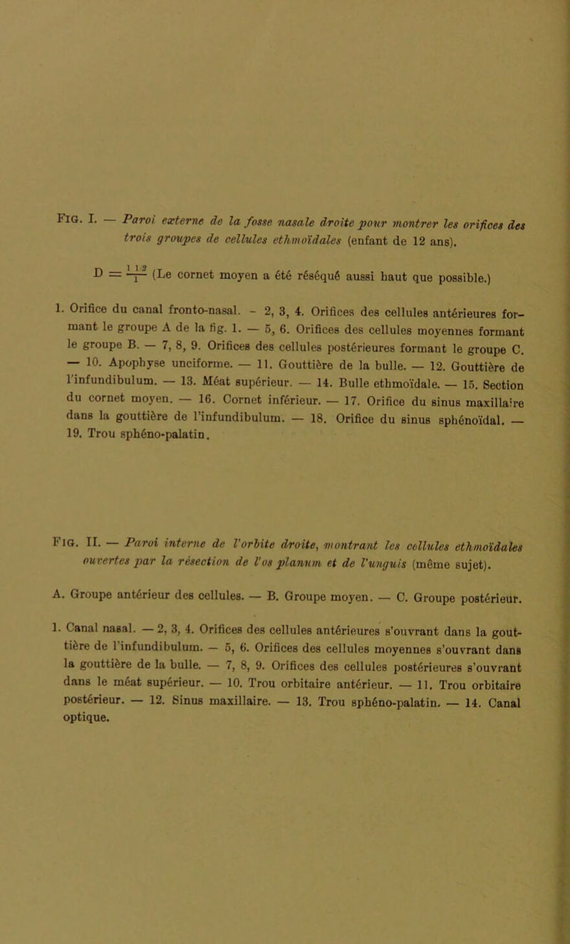 Fig. I. — Paroi externe de la fosse nasale droite pour montrer les orifices des trois groupes de cellules ethmoïdales (enfant de 12 ans). D = ^r1 <Le cornet moyen a été réséqué aussi haut que possible.) 1. Orifice du canal fronto-nasal. - 2, 3, 4. Orifices des cellules antérieures for- mant le groupe A de la fig. 1. — 5, 6. Orifices des cellules moyennes formant le groupe B. — 7, 8, 9. Orifices des cellules postérieures formant le groupe C. — 10. Apophyse unciforme. — 11. Gouttière de la bulle. — 12. Gouttière de l'infundibulum. — 13. Méat supérieur. — 14. Bulle ethmoïdale. — 15. Section du cornet moyen. — 16. Cornet inférieur. — 17. Orifice du sinus maxillaire dans la gouttière de l’infundibulum. — 18. Orifice du sinus sphénoïdal. — 19. Trou sphéno-palatin. Fig. II. — Paroi interne de l'orbite droite, montrant les cellules ethmoïdales ouvertes par la résection de Vos planum et de l'unguis (même sujet). A. Groupe antérieur deB cellules. — B. Groupe moyen. — C. Groupe postérieur. 1. Canal nasal. —2, 3, 4. Orifices des cellules antérieures s’ouvrant dans la gout- tière de 1 infundibulum. — 5, 6. Orifices des cellules moyennes s’ouvrant dans la gouttière de la bulle. — 7, 8, 9. Orifices des cellules postérieures s’ouvrant dans le méat supérieur. — 10. Trou orbitaire antérieur. — 11. Trou orbitaire postérieur. — 12. Sinus maxillaire. — 13. Trou sphéno-palatin. — 14. Canal optique.