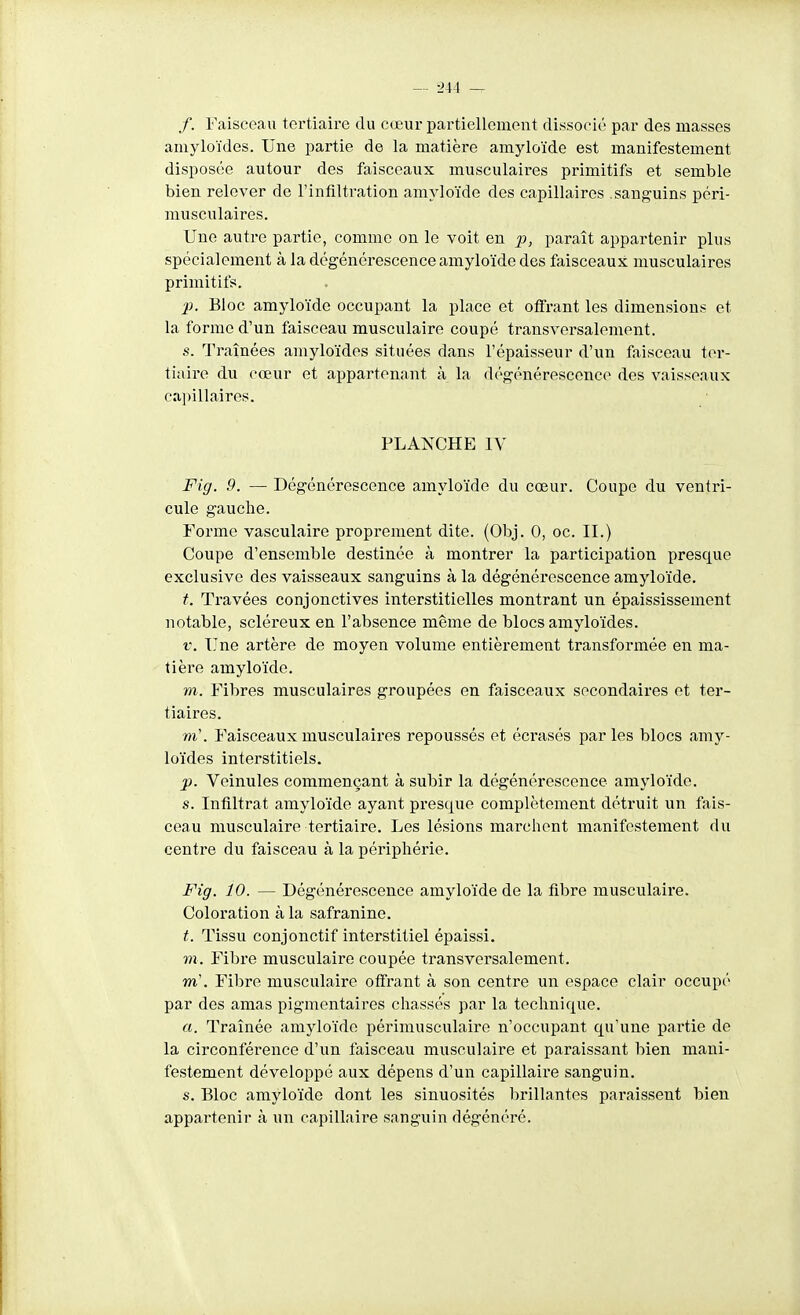 — -244 /. Faisceau tertiaire du cœur partiellement dissocié par des masses amyloïdes. Une partie de la matière amyloïde est manifestement disposée autour des faisceaux musculaires primitifs et semble bien relever de l'infiltration amyloïde des capillaires .sanguins péri- musculaires. Une autre partie, comme on le voit en p, paraît appartenir plus spécialement à la dégénérescence amyloïde des faisceaux musculaires primitifs. ■p. Bloc amyloïde occupant la place et offrant les dimensions et la forme d'un faisceau musculaire coupé transversalement. s. Traînées amyloïdes situées dans l'épaisseur d'un faisceau ter- tiaire du cœur et appartenant à la dégénérescence des vaisseaux capillaires. PLANCHE IV Fig. 9. — Dégénérescence amyloïde du cœur. Coupe du ventri- cule gauche. Forme vasculaire proprement dite. (Obj. 0, oc. II.) Coupe d'ensemble destinée à montrer la participation presque exclusive des vaisseaux sanguins à la dégénérescence amyloïde. t. Travées conjonctives interstitielles montrant un épaississement notable, scléreux en l'absence même de blocs amyloïdes. V. Une artère de moyen volume entièrement transformée en ma- tière amyloïde. VI. Fibres musculaires groupées en faisceaux secondaires et ter- tiaires. m'. Faisceaux musculaires repoussés et écrasés par les blocs amy- loïdes interstitiels. p. Veinules commençant à subir la dégénérescence amyloïde. s. Infiltrat amyloïde ayant presque complètement détruit un fais- ceau musculaire tertiaire. Les lésions marchent manifestement du centre du faisceau à la périphérie. Fig. 10. — Dégénérescence amyloïde de la fibre musculaire. Coloration à la safranine. t. Tissu conjonctif interstitiel épaissi. m. Fibre musculaire coupée transversalement. m'. Fibre musculaire offrant à son centre un espace clair occupé par des amas pigmentaires chassés par la technique. a. Traînée amyloïde périmusculaire n'occupant qu'une partie de la circonférence d'un faisceau musculaire et paraissant bien mani- festement développé aux dépens d'un capillaire sanguin. s. Bloc amyloïde dont les sinuosités brillantes paraissent bien appartenir à un capillaire sanguin dégénéré.