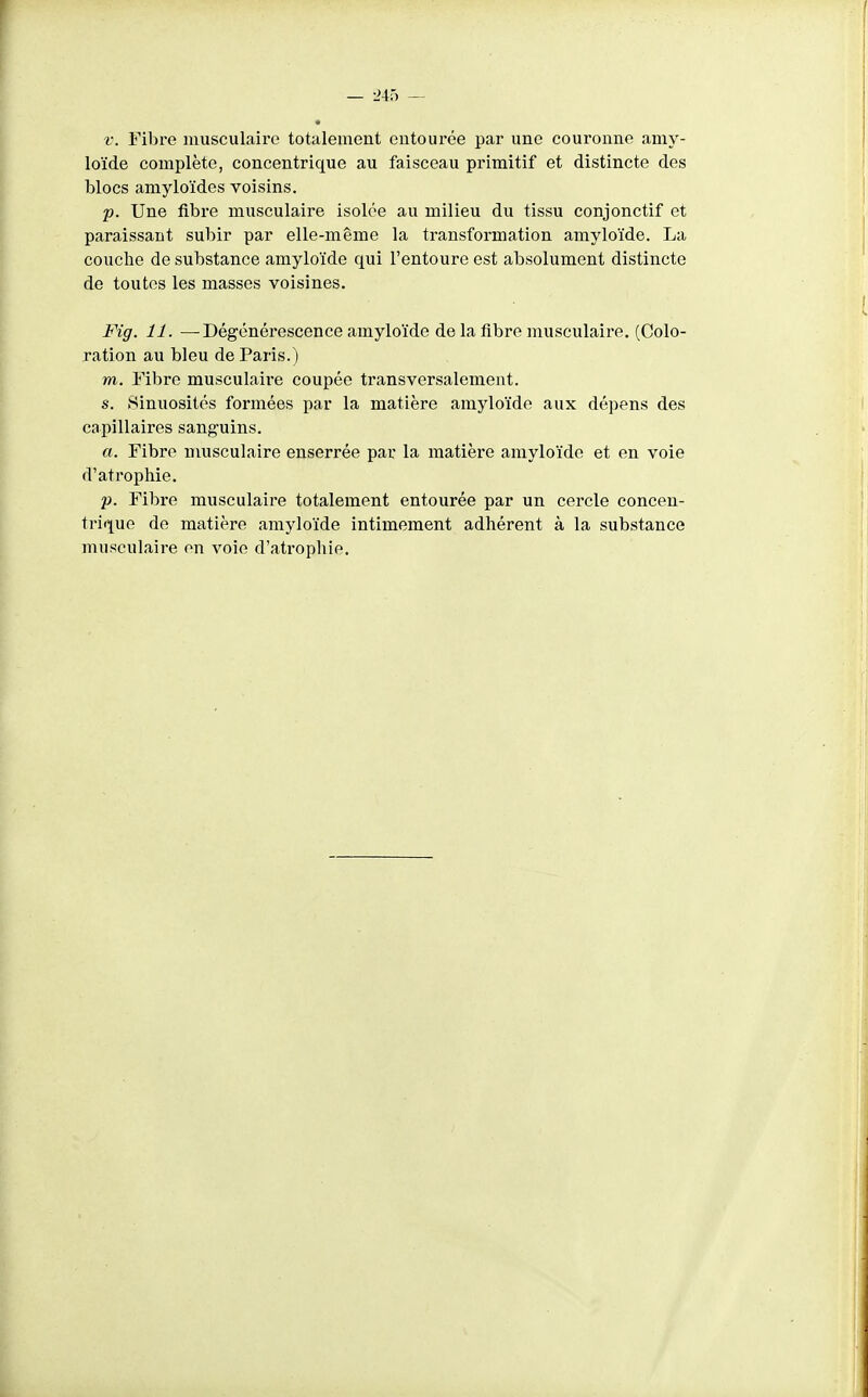 V. Fibre musculaire totalement entourée par une couronne amy- loïde complète, concentrique au faisceau primitif et distincte des blocs amyloïdes voisins. p. Une fibre musculaire isolée au milieu du tissu conjonctif et paraissant subir par elle-même la transformation amyloïde. La couche de substance amyloïde qui l'entoure est absolument distincte de toutes les masses voisines. Fig. 11. —Dégénérescence amyloïde de la flbre musculaire. (Colo- ration au bleu de Paris.) m. Fibre musculaii'e coupée transversalement. s. Sinuosités formées par la matière amyloïde aux dépens des capillaires sanguins. a. Fibre musculaire enserrée par la matière amyloïde et en voie d'ati'ophie. •p. Fibre musculaire totalement entourée par un cercle concen- trique de matière amyloïde intimement adhérent à la substance musculaire en voie d'atrophie.