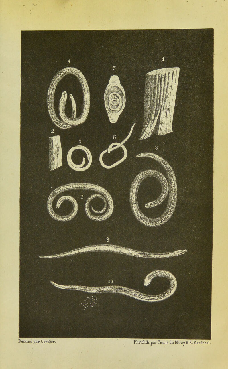 Dessiné par Cordier. Phûtolith.par Tessié du Motay & R.Maréclial.