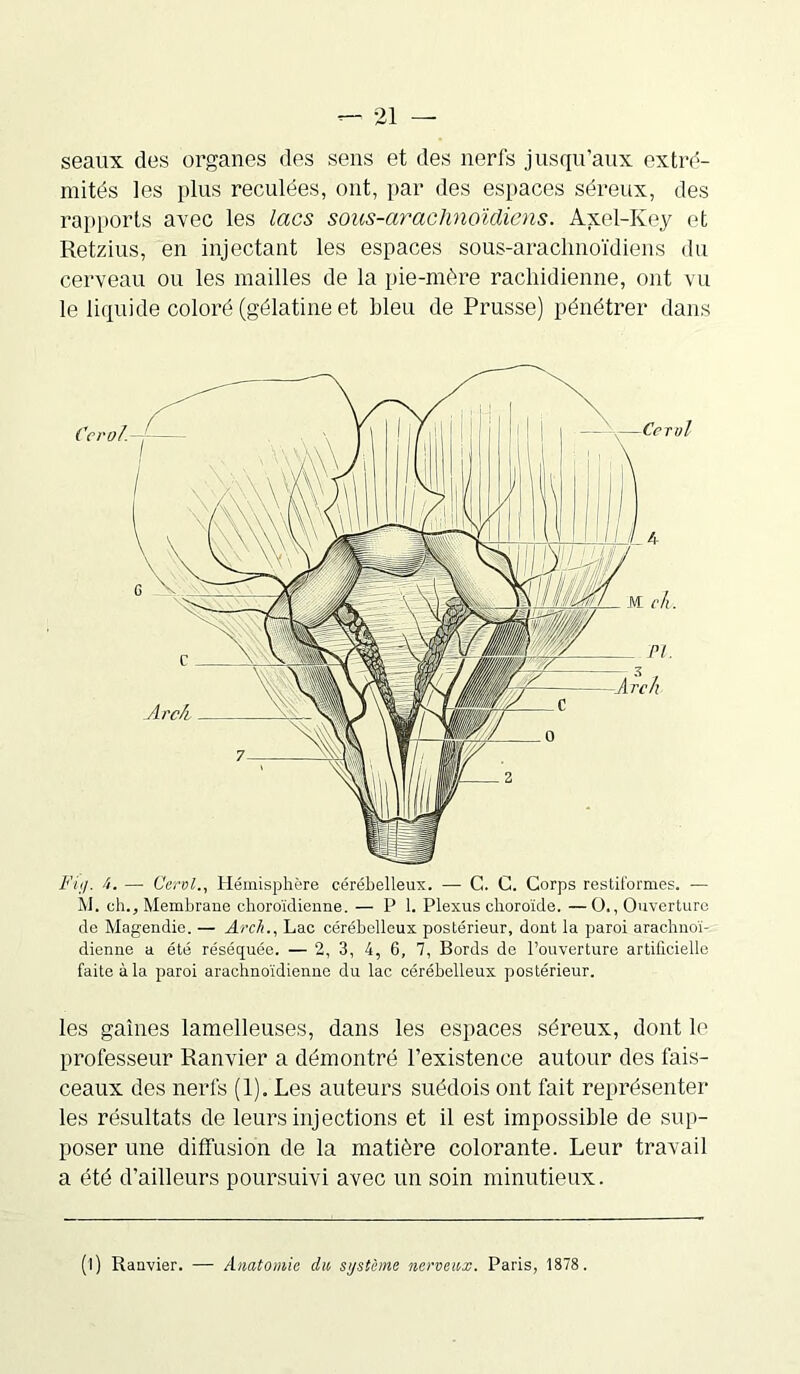 seaux des organes des sens et des nerfs jusqu’aux extré- mités les plus reculées, ont, par des espaces séreux, des rapports avec les lacs sous-araclinoïdiens. Axel-Key et Retzius, en injectant les espaces sous-arachnoïdiens du cerveau ou les mailles de la pie-mère rachidienne, ont vu le liquide coloré (gélatine et bleu de Prusse) pénétrer dans Fig. 6. — Cervl., Hémisphère cérébelleux. — G. C. Corps restiformes. — M. ch.. Membrane choroïdienne. — P 1. Plexus choroïde. — O., Ouverture de Magendie. — Arch., Lac cérébelleux postérieur, dont la paroi arachnoï- dienne a été réséquée. — 2, 3, 4, 6, 7, Bords de l’ouverture artificielle faite à la paroi arachnoïdienne du lac cérébelleux postérieur. les gaines lamelleuses, dans les espaces séreux, dont le professeur Ranvier a démontré l’existence autour des fais- ceaux des nerfs (1). Les auteurs suédois ont fait représenter les résultats de leurs injections et il est impossible de sup- poser une diffusion de la matière colorante. Leur travail a été d’ailleurs poursuivi avec un soin minutieux. (l) Ranvier. — Anatomie du système nerveux. Paris, 1878.