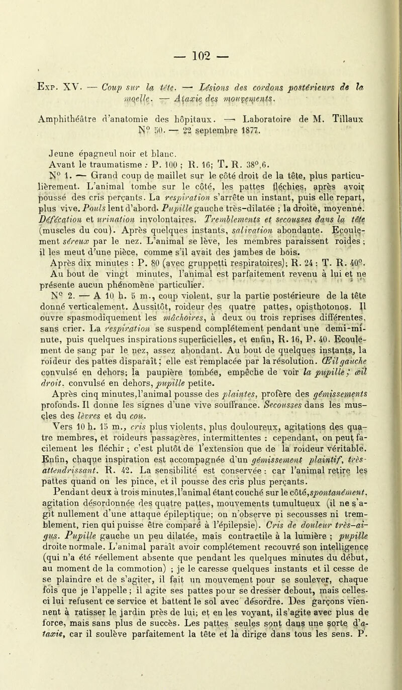 Exp. XV. — Coup sur la tête. —• Lésions des cordons postérieurs de la. mgeUe. — Ataxie des mouvements. Amphithéâtre d’anatomie des hôpitaux. —- Laboratoire de M. Tillaux N° 50. — 22 septembre 1877. Jeune épagneul noir et blanc. Avant le traumatisme : P. 100 ; R. 16; T. R. 38°,6. X° 1. ■— Grand coup de maillet sur le côté droit de la tête, plus particu- lièrement. L’animal tombe sur le côté, les pattes fléchies, après avoir poussé des cris perçants. La respiration s’arrête un instant, puis elle repart, plus vive. Pouls lent d’abord. Pupille gauche très-dilatée ; la droite, moyennè. Défécation et urination involontaires. Tremblements et secousses dans la tête (muscles du cou). Après quelques instants, salivation abondante. Ecoule- ment séreux par le nez. L’animal se lève, les membres paraissent roicles ; il les meut d’une pièce, comme s’il avait des jambes de bois. Après dix minutes : P. §0 (avec gruppetti respiratoires); R. 24 ; T. R. 40°. Au bout de vingt minutes, ranimai est parfaitement revenu à lui et ne présente aucun phénomène particulier. N° 2. — A 10 h. B m., coup violent, sur la partie postérieure de la tête donné verticalement. Aussitôt, roideur des quatre pattes, opisthotonos. Il ouvre spasmodiquement les mâchoires, à deux ou trois reprises différentes, sans crier. La respiration se suspend complètement pendant une demi-mi- nute, puis quelques inspirations superficielles, et enfin, R. 16, P. 40. Ecoule- ment de sang par le nez, assez abondant. Au bout de quelques instants, la roideur des pattes disparaît ; elle est remplacée par la résolution. Œil gauche convulsé en dehors; la paupière tombée, empêche de voir la pupilleceil droit, convulsé en dehors, pupille petite. Après cinq minutes,l’animal pousse des plaintes, profère des gémissements profonds. Il donne les signes d’une vive souffrance. Secoiisses dans les mus- çles des lèvres et du cou. Vers 10 b. 15 m., cris plus violents, plus douloureux, agitations des qua- tre membres, et roideurs passagères, intermittentes : cependant, on peut fa- cilement les fléchir ; c’est plutôt de l’extension que de la roideur véritable. Enfin, chaque inspiration est accompagnée d'un gémissement plaintif, très- attendrissant. R. 42. La sensibilité est conservée : car l’animal retire les pattes quand on les pince, et il pousse des cris plus perçants. Pendant deux à trois minutes,l’animal étant couché sur le côté,spontanément, agitation désordonnée des quatre pattes, mouvements tumultueux (il ne s’a- git nullement d’une attaque épileptique; on n’observe Di secousses ni trem- blement, rien qui puisse être comparé à l’épilepsie). Cris de douleur très-ai- gus. Pupille gauche un peu dilatée, mais contractile à la lumière ; pupille droite normale. L’animal paraît avoir complètement recouvré son intelligence (qui n’a été réellement absente que pendant les quelques minutes du début, au moment de la commotion) ; je le caresse quelques instants et il cesse de se plaindre et de s’agiter, il fait un mouvement pour se soulever, chaque fois que je l’appelle; il agite ses pattes pour se dresser debout, mais celles- ci lui refusent ce service et battent le sol avec désordre. Des garçons vien- nent à ratisser le jardin près de lui; et en les voyant, il s’agite avec plus de force, mais sans plus de succès. Les pattes seules sont dans une sorte d’a- taxÀe, car il soulève parfaitement la tête et la dirige dans tous les sens. P.