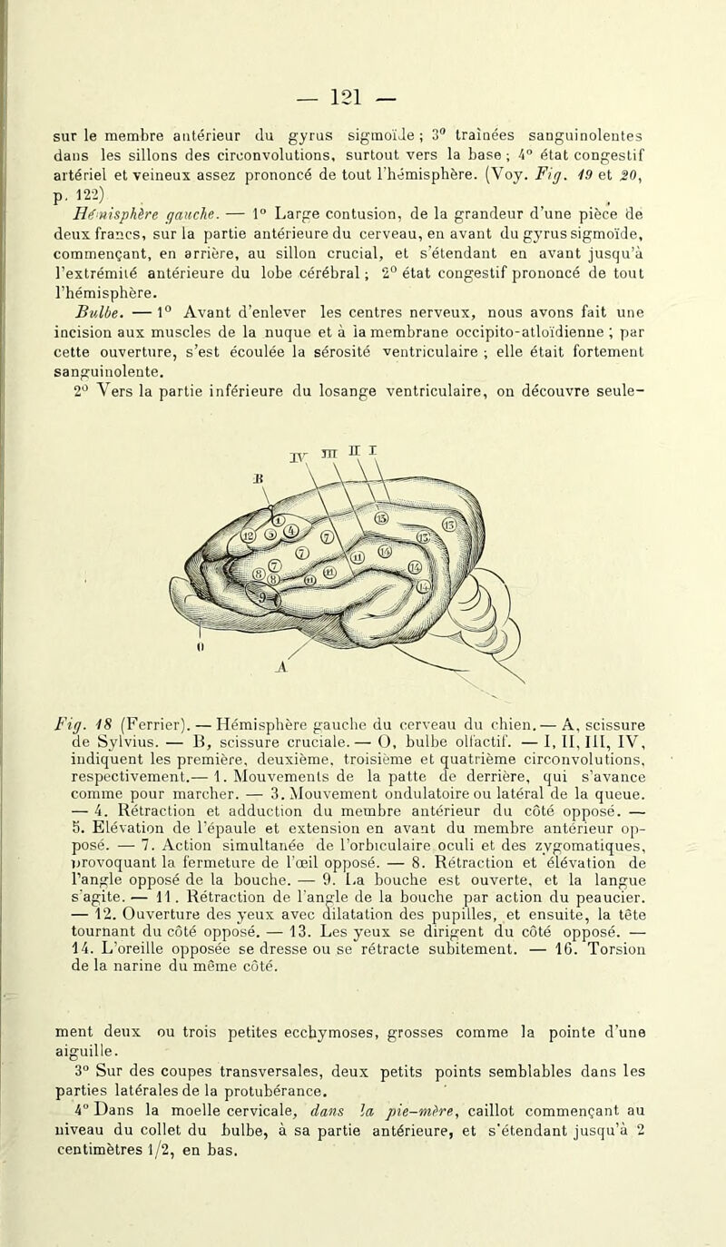 sur le membre antérieur du gyrus sigmoïde; 3° traînées sanguinolentes dans les sillons des circonvolutions, surtout vers la base ; 4° état congestif artériel et veineux assez prononcé de tout l'hémisphère. (Voy. Fig. 19 et 20, p. 122) Hémisphère gauche. — 1° Large contusion, de la grandeur d’une pièce de deux francs, sur la partie antérieure du cerveau, en avant du gyrus sigmoïde, commençant, en arrière, au sillon crucial, et s’étendant en avant jusqu’à l’extrémité antérieure du lobe cérébral ; 2° état congestif prononcé de tout l’hémisphère. Bulbe. — 1° Avant d’enlever les centres nerveux, nous avons fait une incision aux muscles de la nuque et à la membrane occipito-atloïdienne ; par cette ouverture, s’est écoulée la sérosité ventriculaire ; elle était fortement sanguinolente. 2° Vers la partie inférieure du losange ventriculaire, on découvre seule- Fig. 18 (Ferrier). — Hémisphère gauche du cerveau du chien.— A, scissure de Sylvius. — 13, scissure cruciale.— O, bulbe olfactif. — I, 11,111, IV, indiquent les première, deuxième, troisième et quatrième circonvolutions, respectivement.— 1. Mouvements de la patte de derrière, qui s’avance comme pour marcher. — 3. Mouvement ondulatoire ou latéral de la queue. — 4. Rétraction et adduction du membre antérieur du côté opposé. — 5. Elévation de l’épaule et extension en avant du membre antérieur op- posé. — 7. Action simultanée de l’orbtculaire oculi et des zygomatiques, rirovoquant la fermeture de l’oeil opposé. — 8. Rétraction et élévation de l’angle opposé de la bouche. — 9. La bouche est ouverte, et la langue s'agite. — 11 . Rétraction de l'angle de la bouche par action du peaucier. — 12. Ouverture des yeux avec dilatation des pupilles, et ensuite, la tête tournant du côté opposé. — 13. Les yeux se dirigent du côté opposé. — 14. L’oreille opposée se dresse ou se rétracte subitement. — 16. Torsion de la narine du même côté. ment deux ou trois petites ecchymoses, grosses comme la pointe d’une aiguille. 3° Sur des coupes transversales, deux petits points semblables dans les parties latérales de la protubérance. 4° Dans la moelle cervicale, dans la pie-mère, caillot commençant au niveau du collet du bulbe, à sa partie antérieure, et s'étendant jusqu’à 2 centimètres l/2, en bas.
